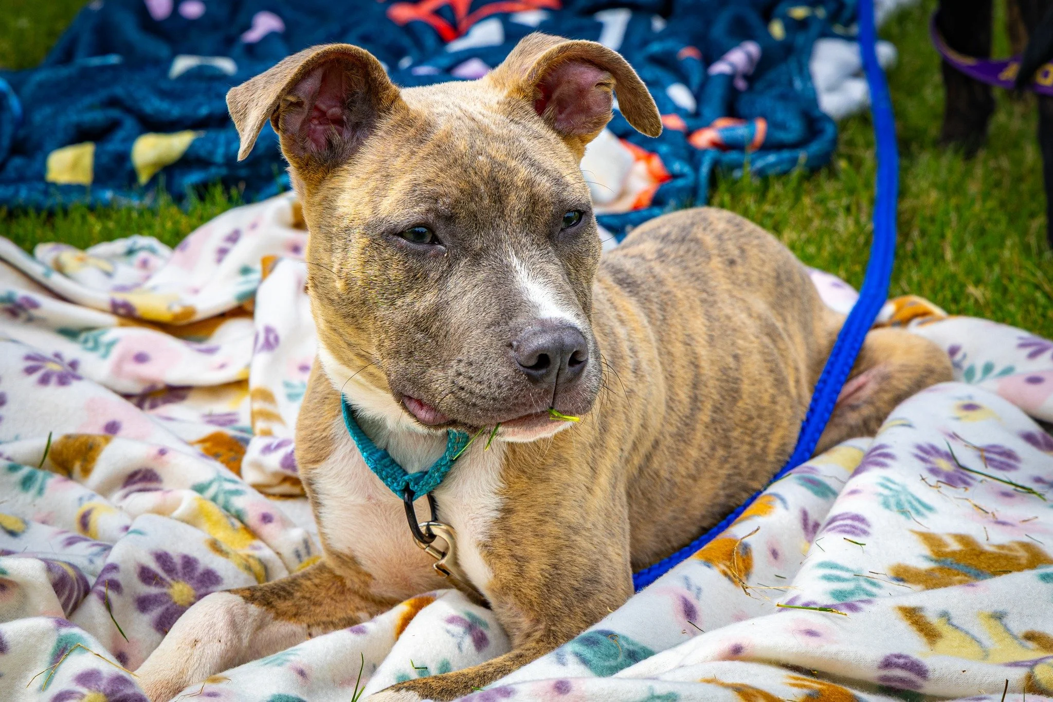 notorious-dog-rescue-cotton-05.jpg