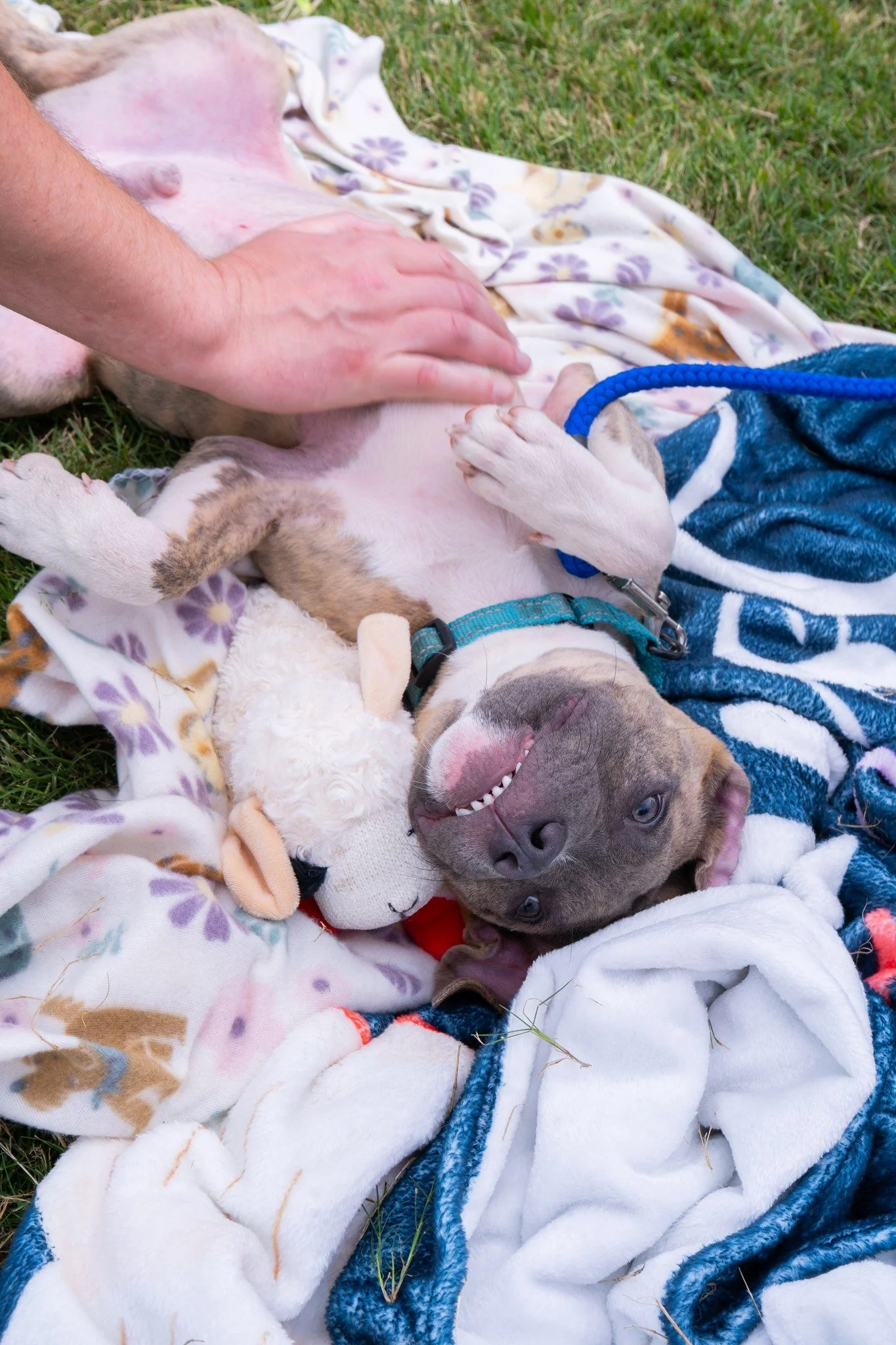 notorious-dog-rescue-cotton-06.jpg