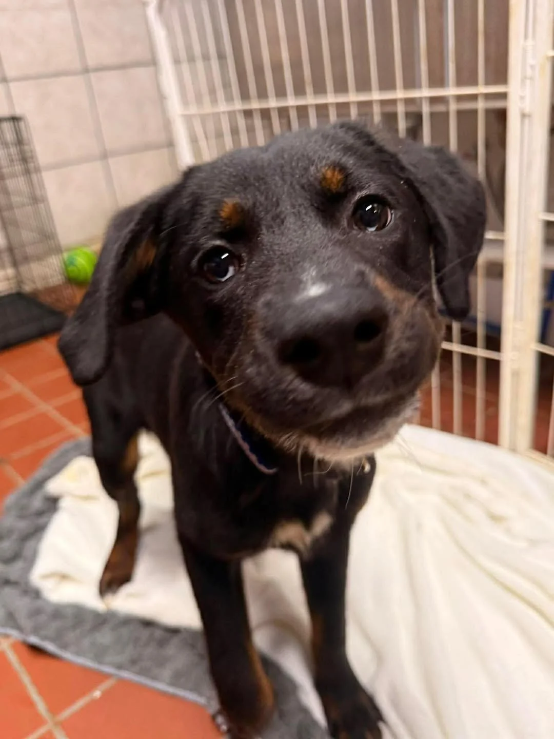 notorious-dog-rescue-tate-01.jpg