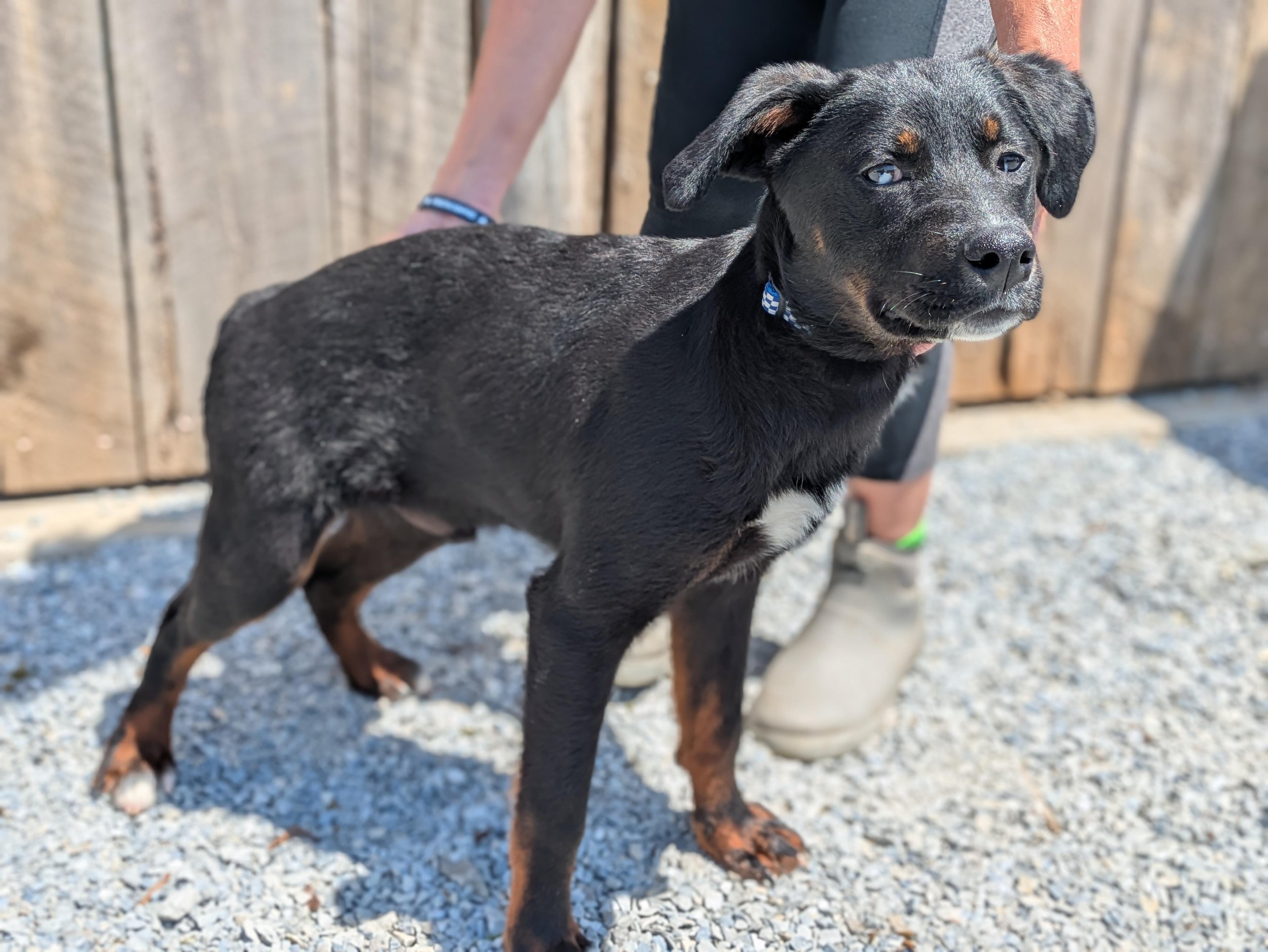 notorious-dog-rescue-tate-02.jpg