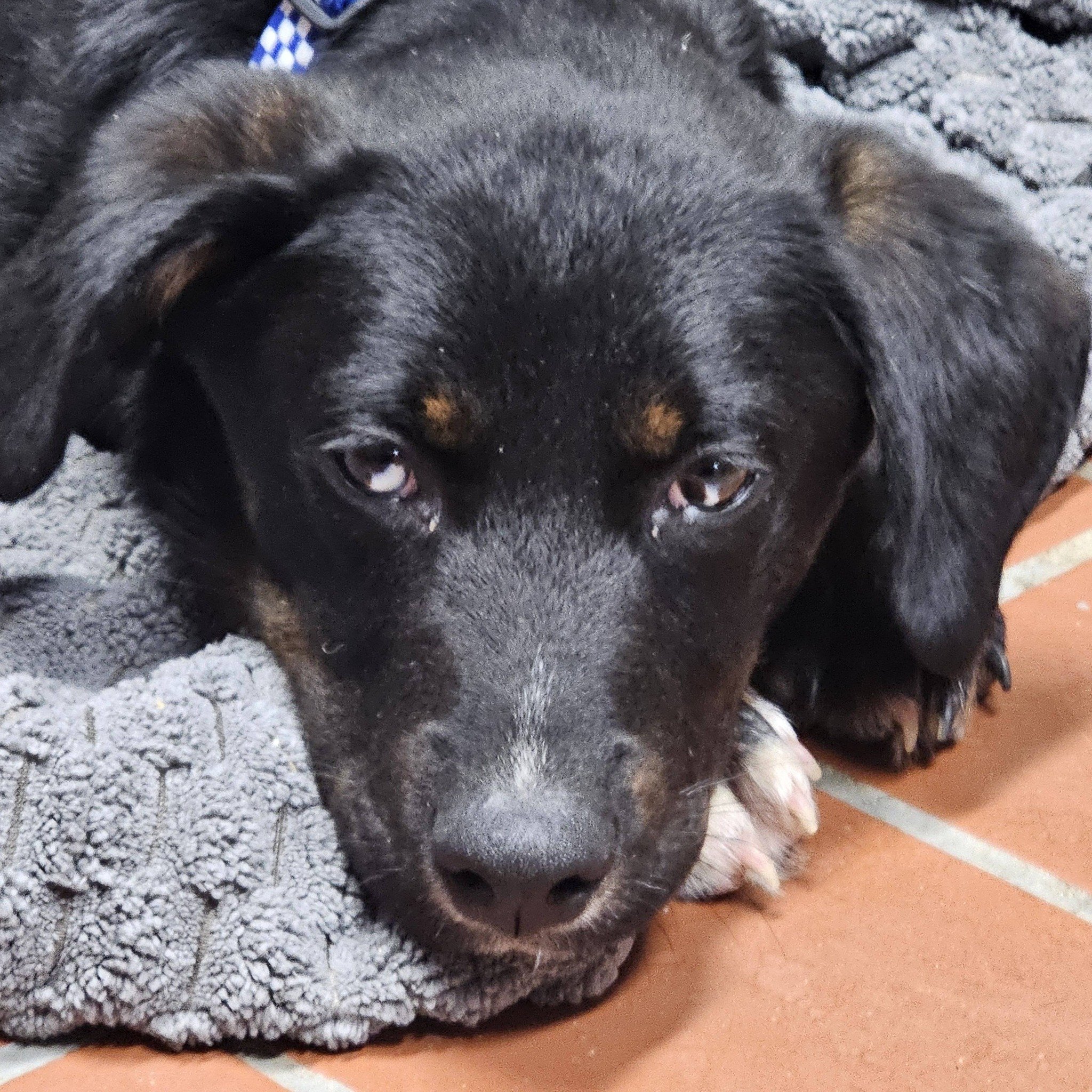 notorious-dog-rescue-tate-03.jpg