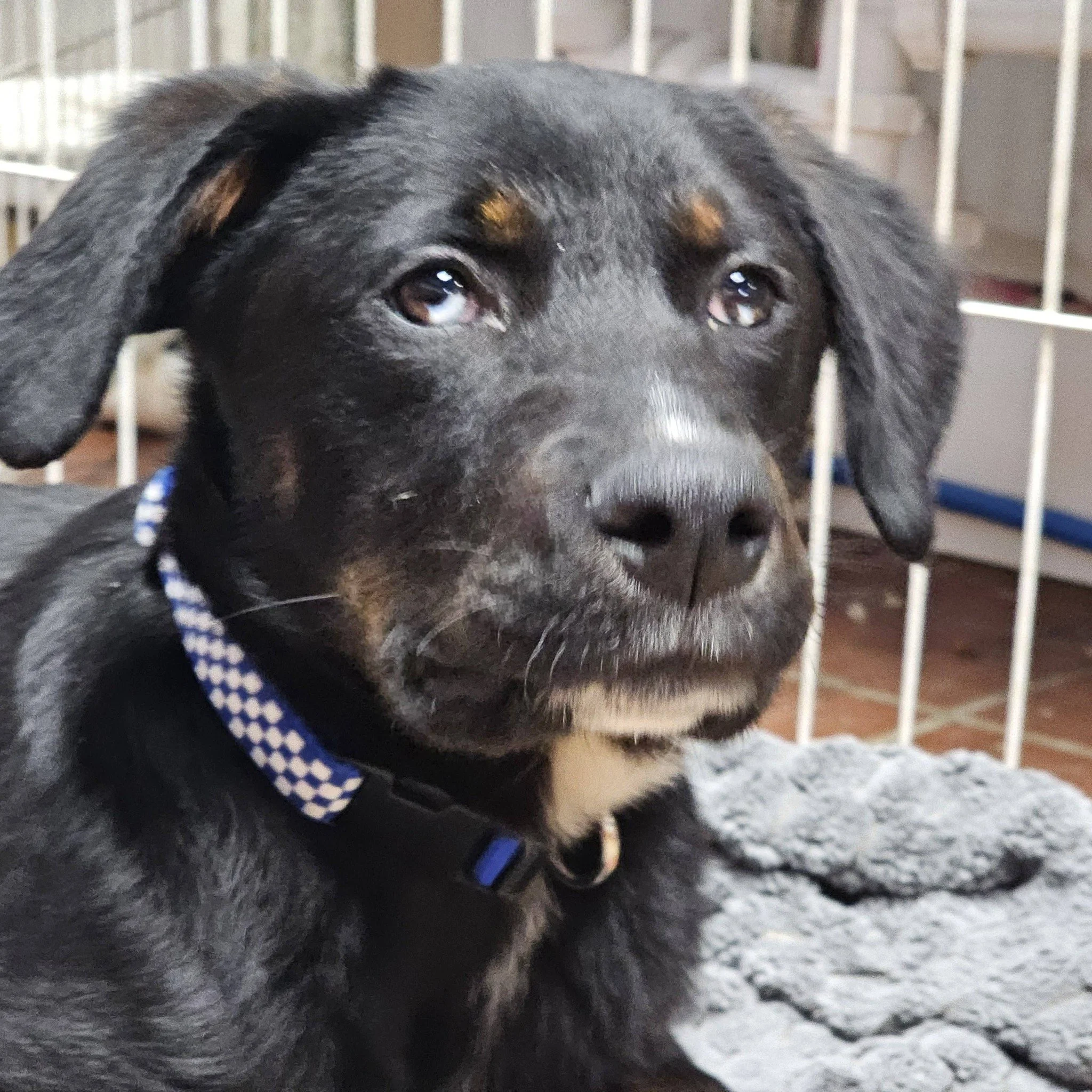 notorious-dog-rescue-tate-04.jpg