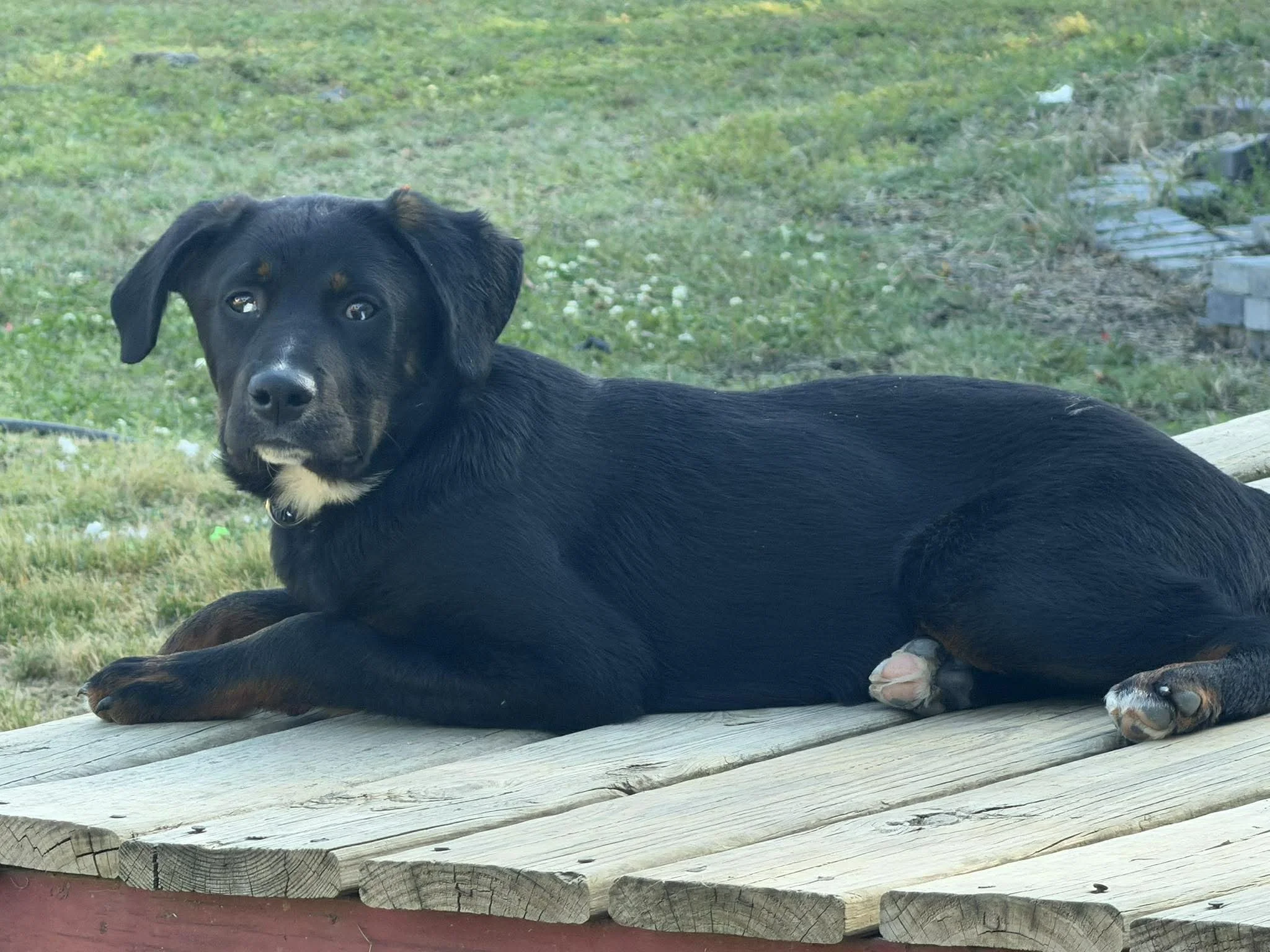 notorious-dog-rescue-tate-06.jpg