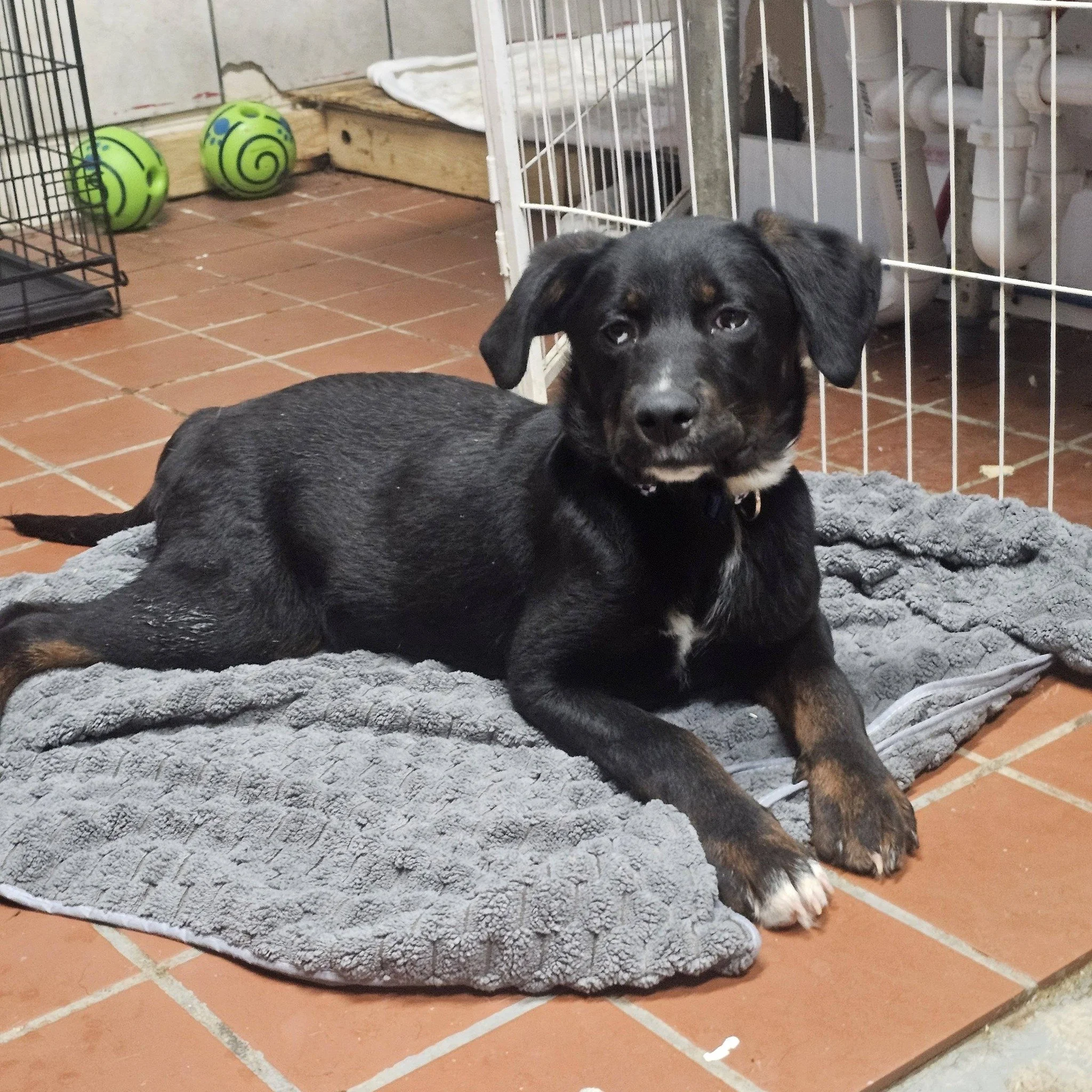 notorious-dog-rescue-tate-05.jpg