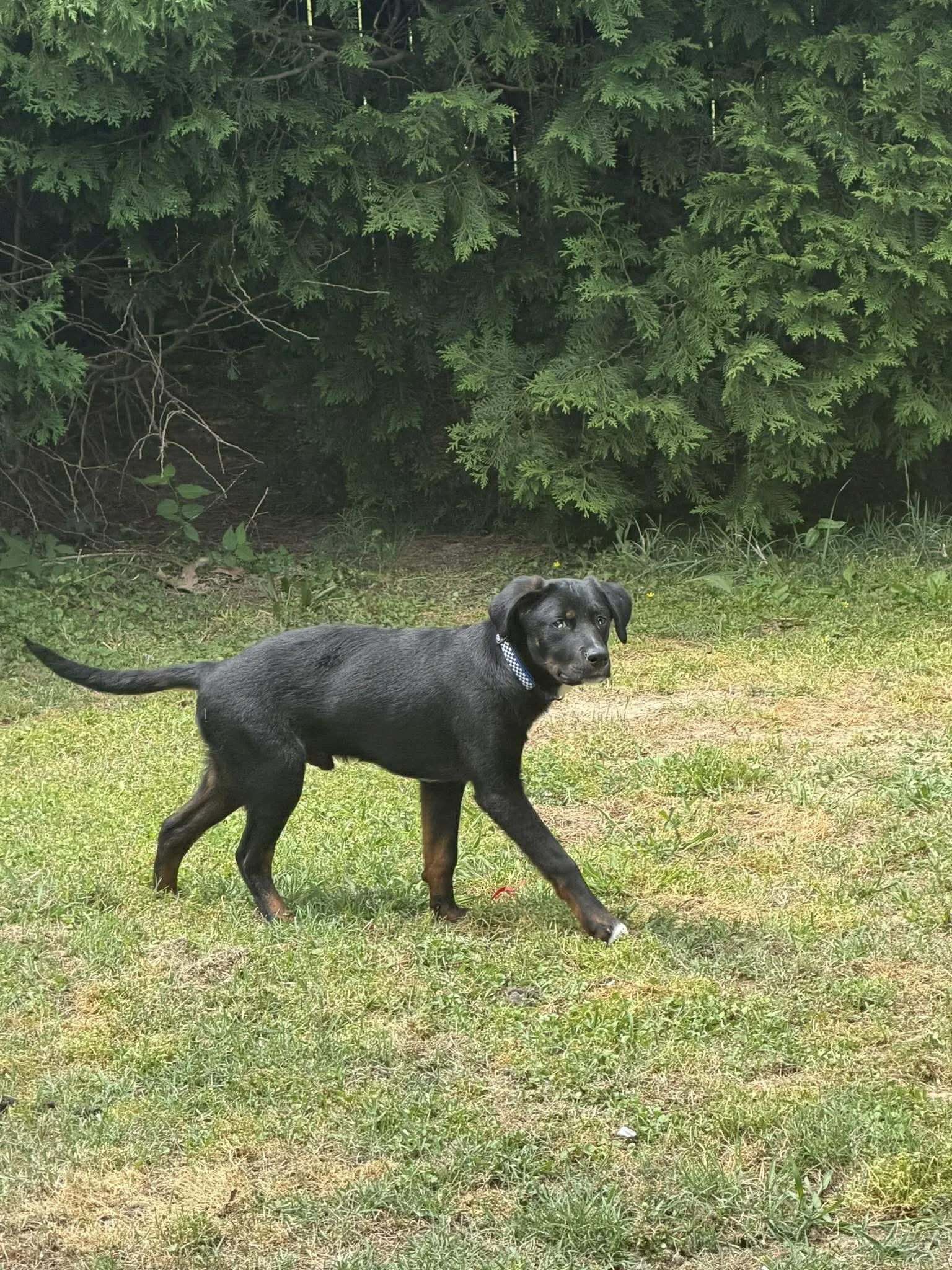 notorious-dog-rescue-tate-07.jpg