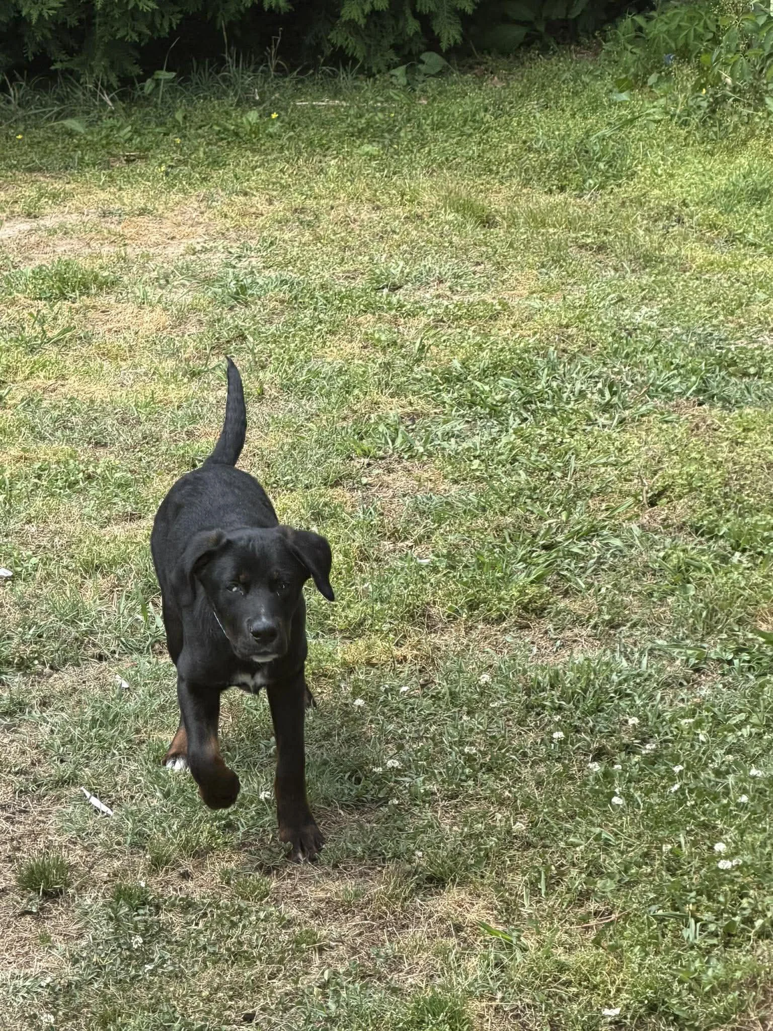 notorious-dog-rescue-tate-08.jpg