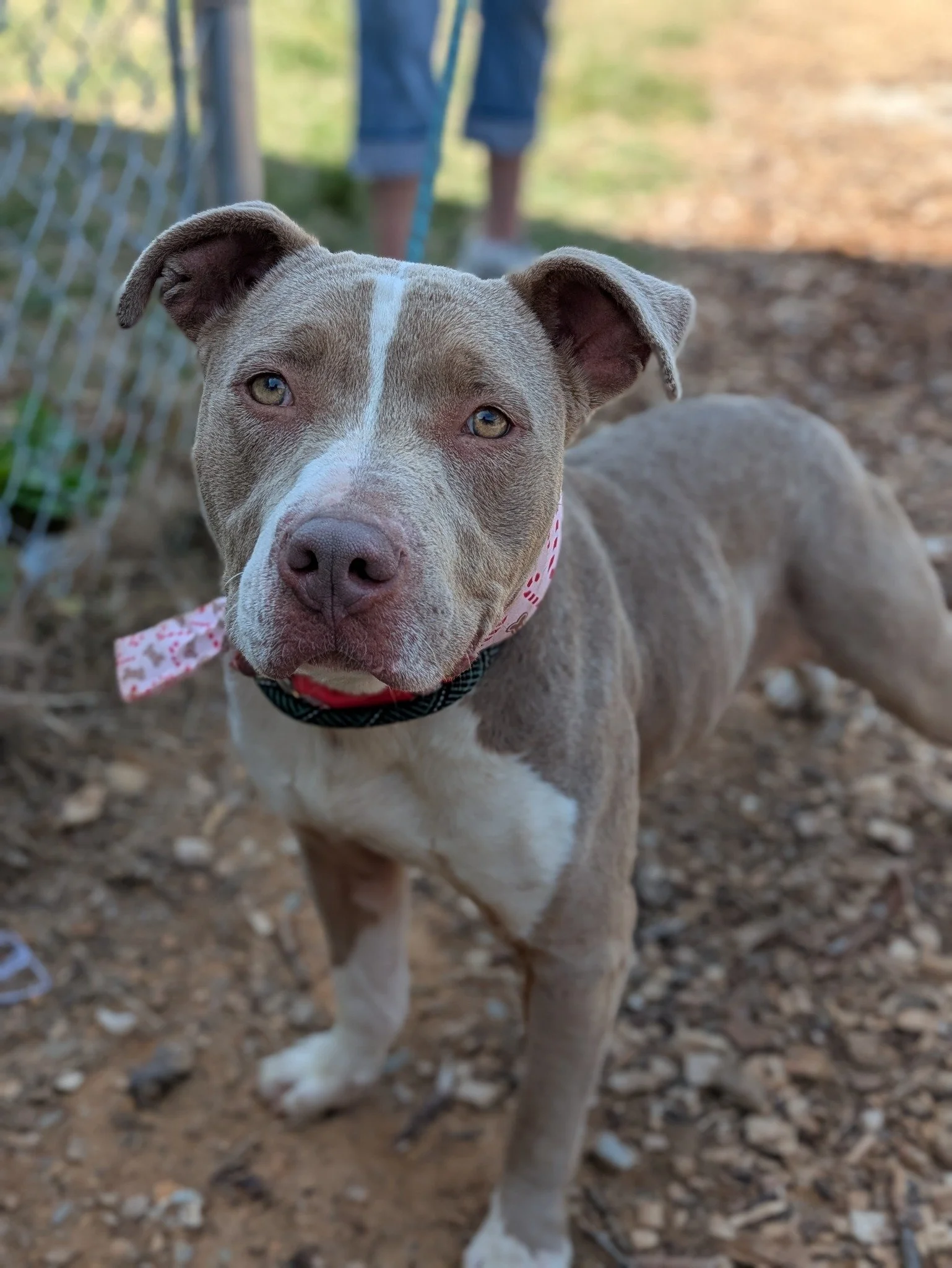 notorious-dog-rescue-kya-01.jpg