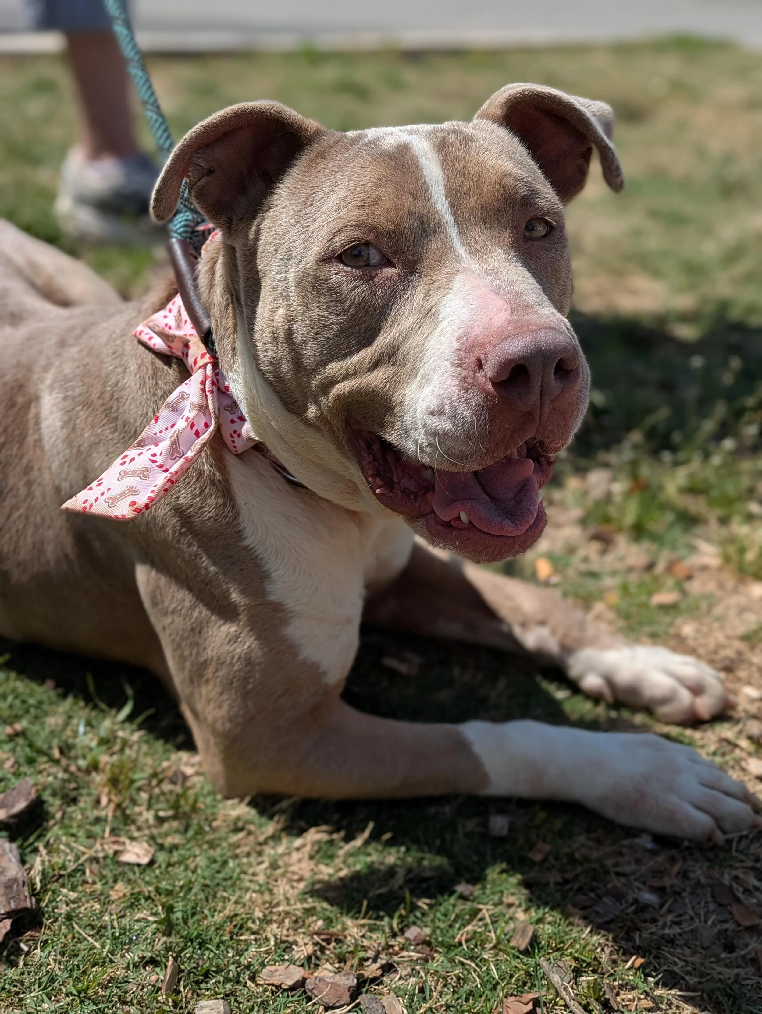 notorious-dog-rescue-kya-02.jpg