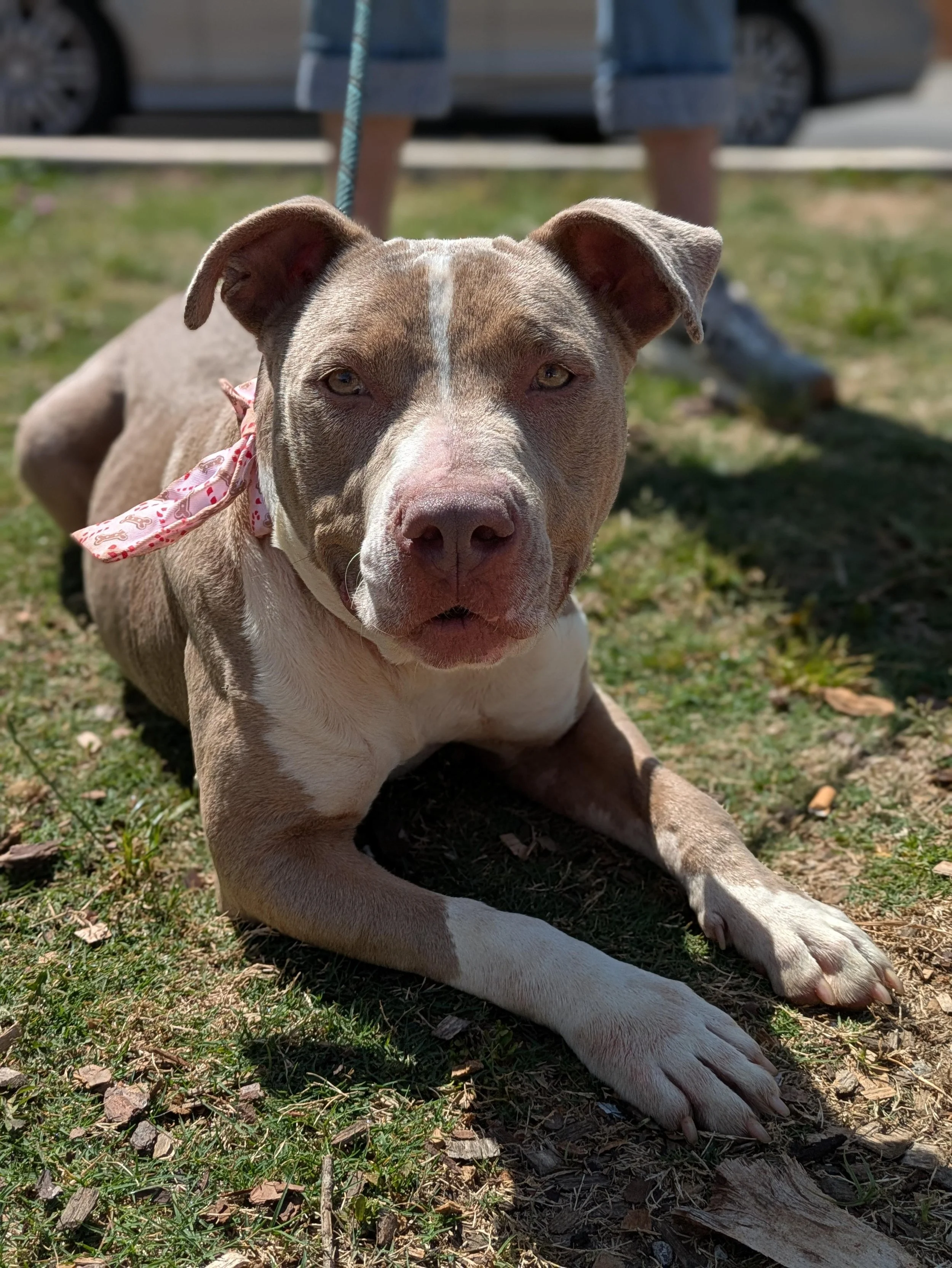 notorious-dog-rescue-kya-03.jpg