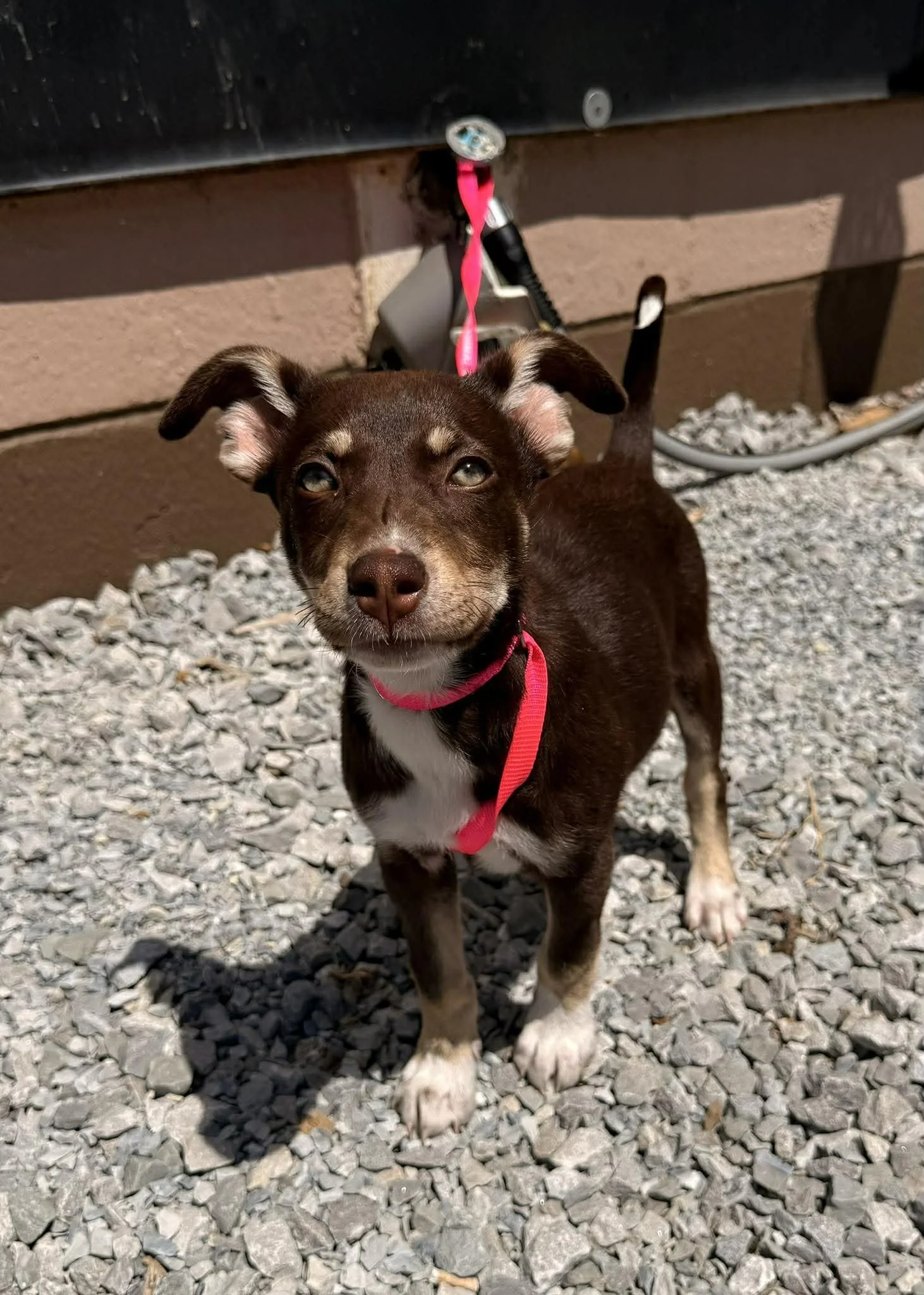 notorious-dog-rescue-bliss-01.jpg