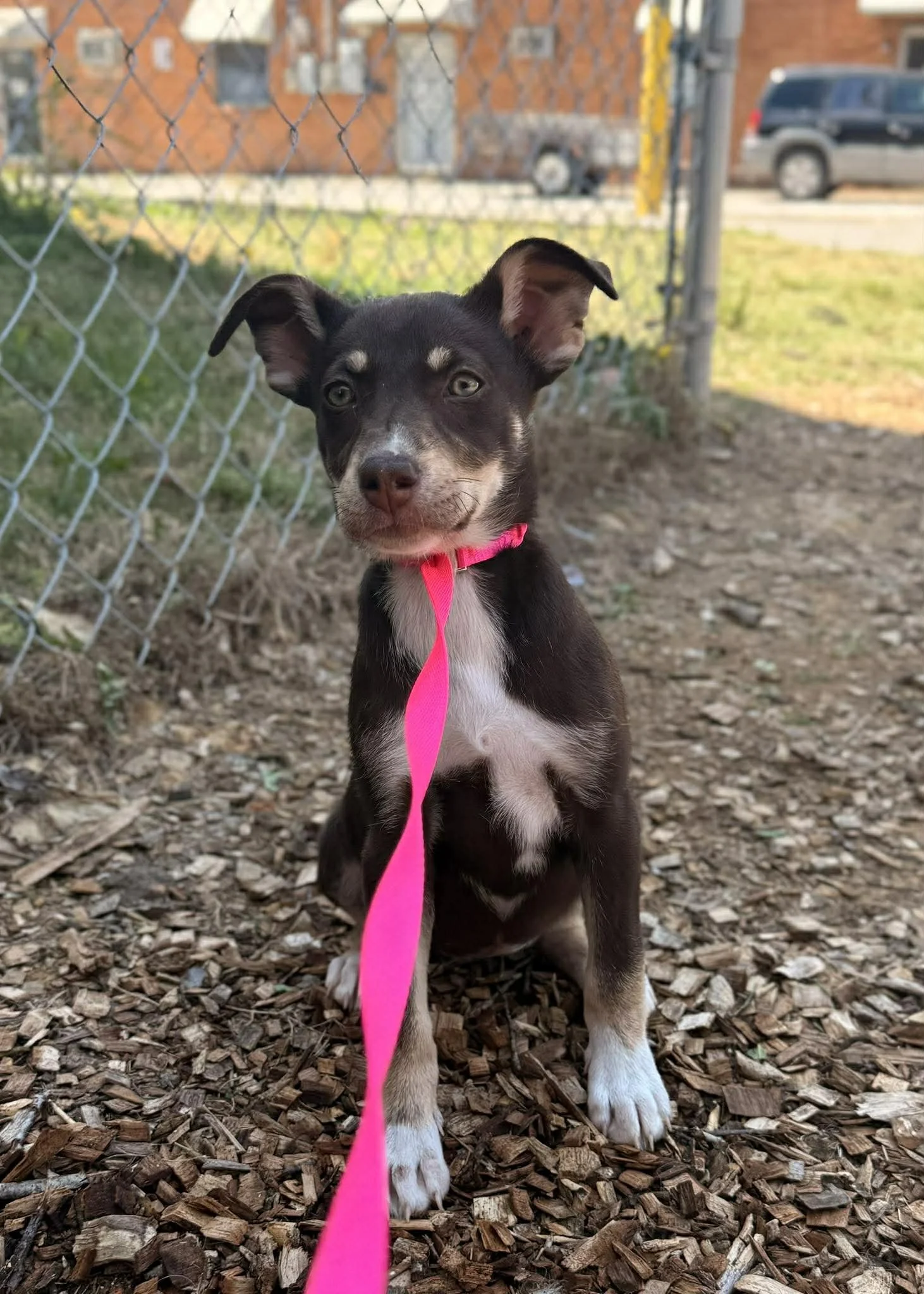 notorious-dog-rescue-bliss-02.jpg