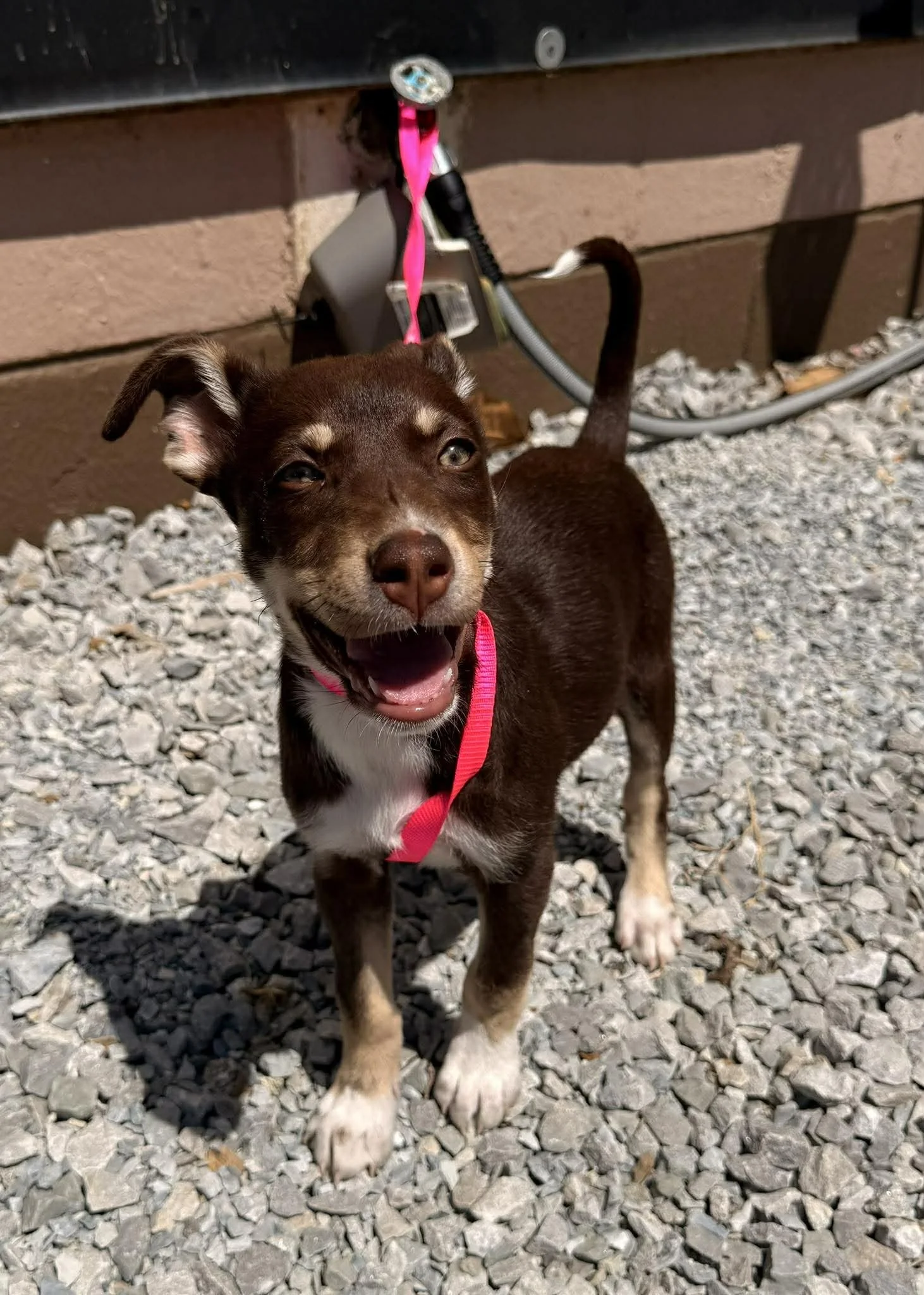 notorious-dog-rescue-bliss-03.jpg
