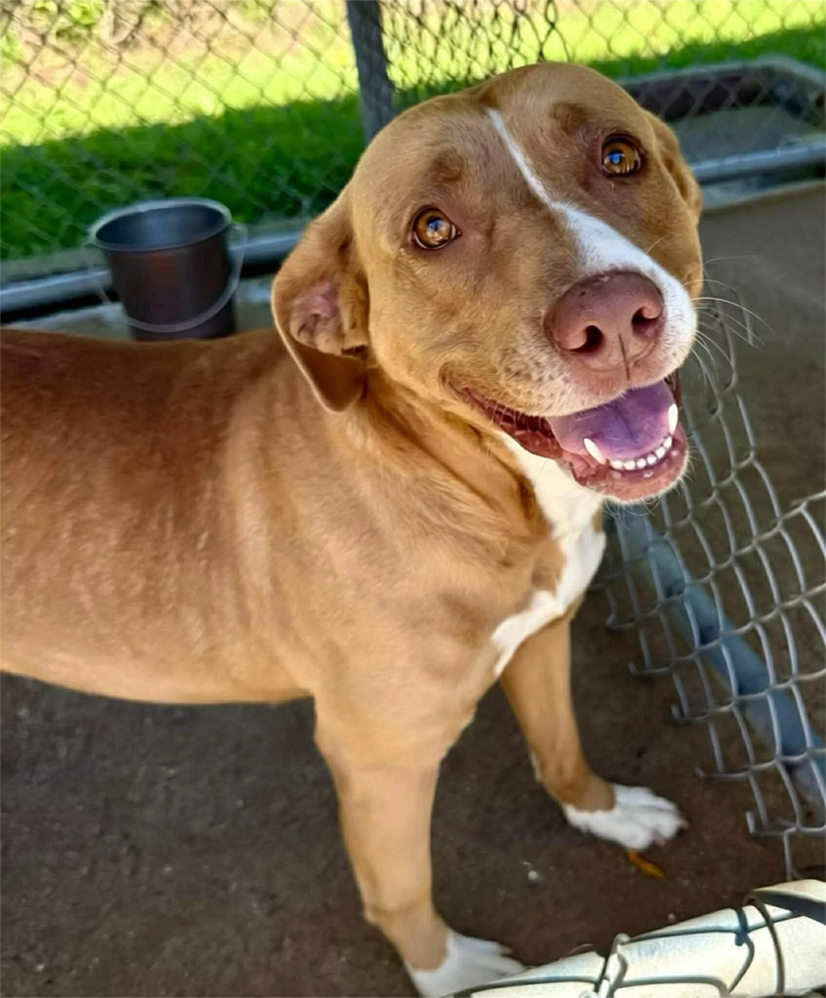 notorious-dog-rescue-rosie-01.jpg