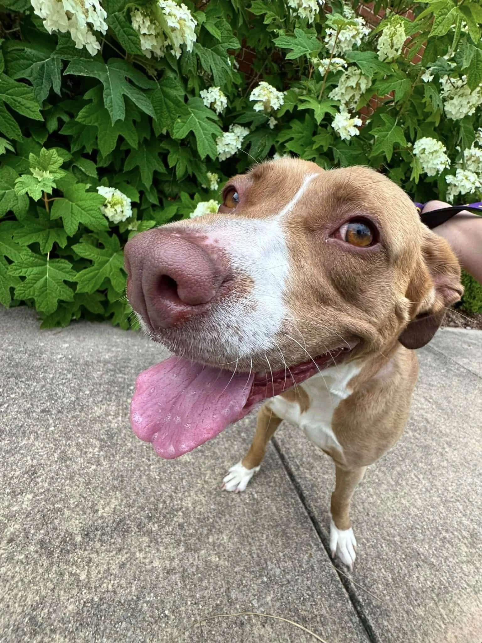 notorious-dog-rescue-rosie-03.jpg