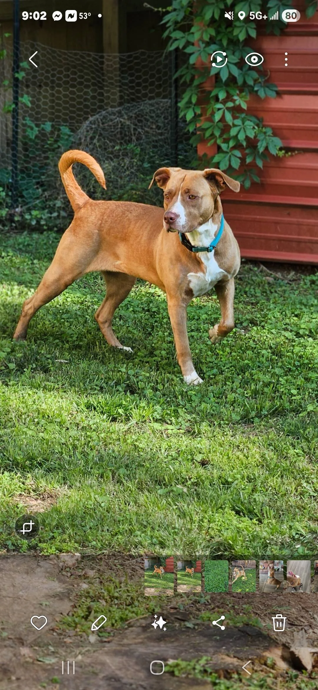 notorious-dog-rescue-rosie-04.jpg