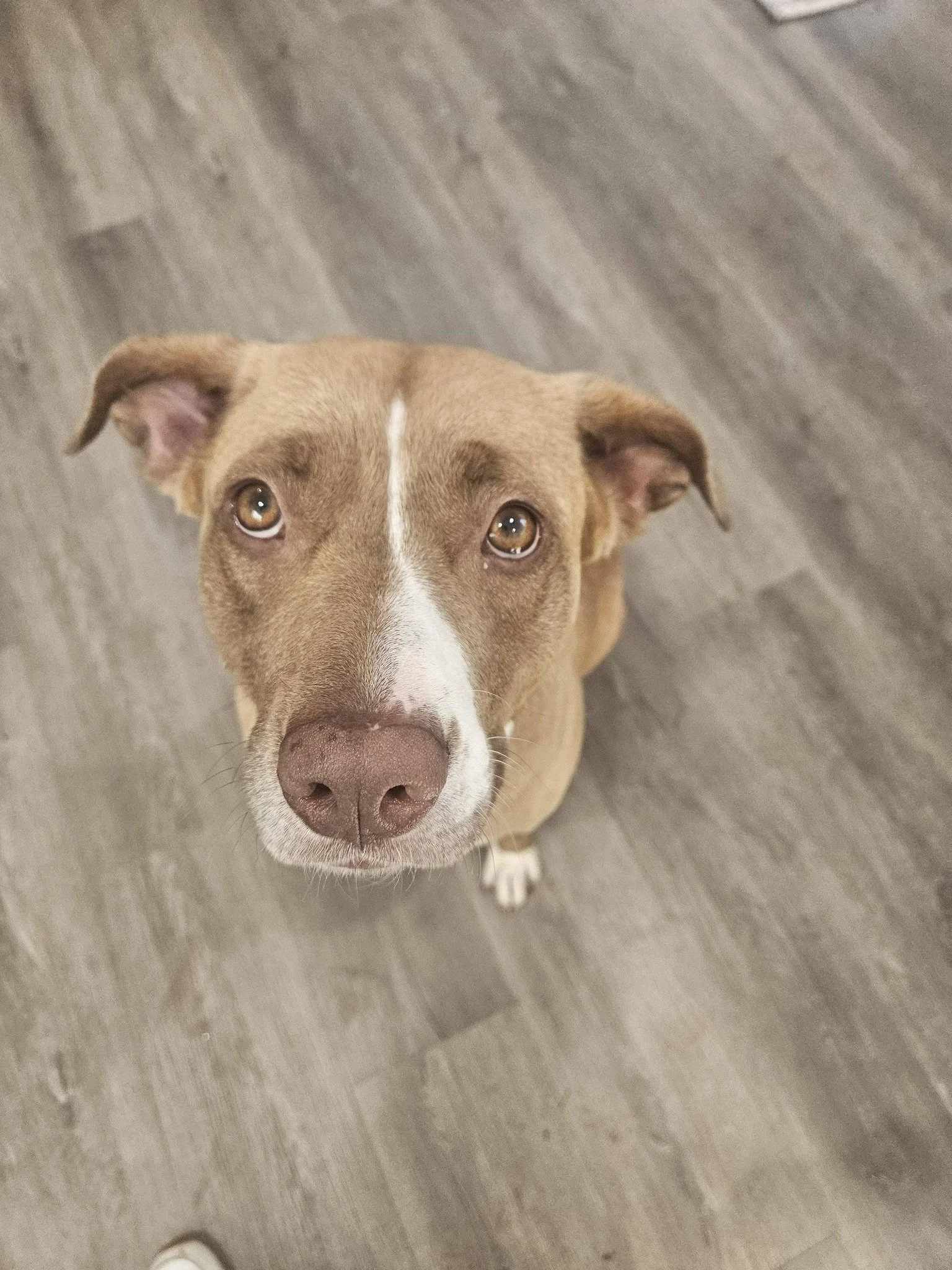 notorious-dog-rescue-rosie-06.jpg