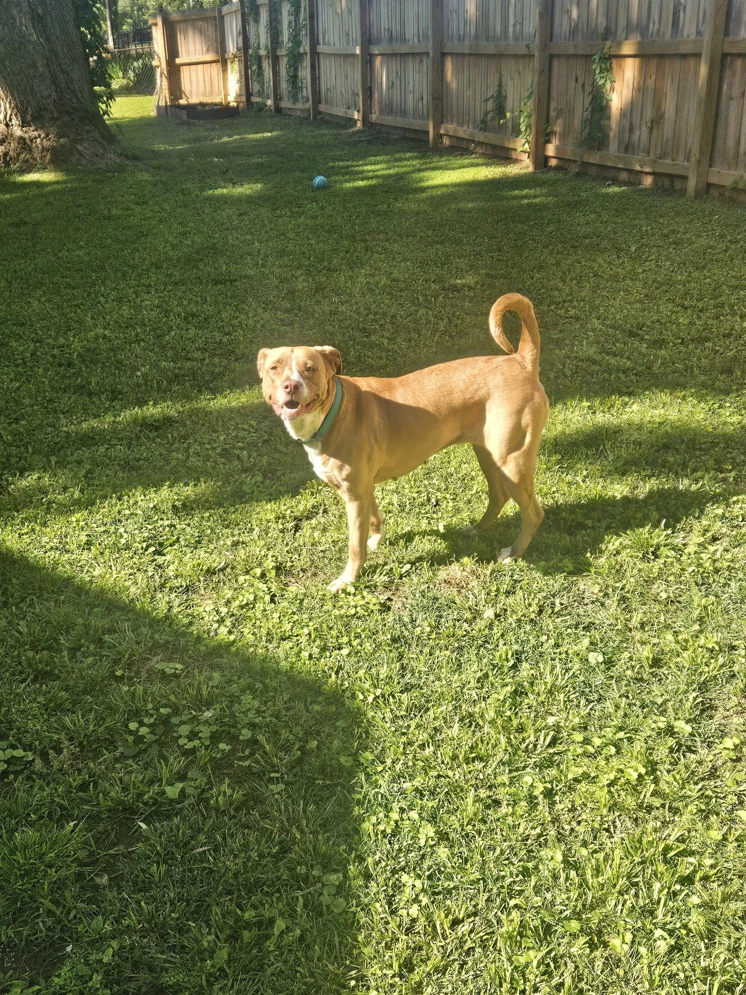 notorious-dog-rescue-rosie-05.jpg