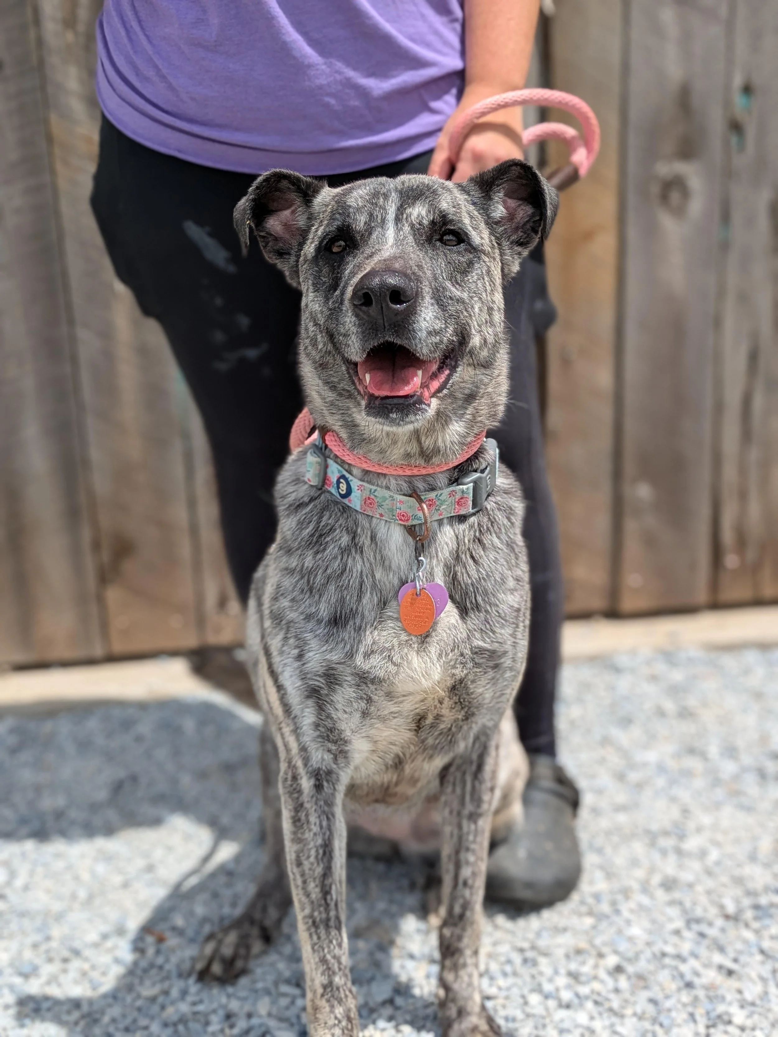 notorious-dog-rescue-nala-01.jpg