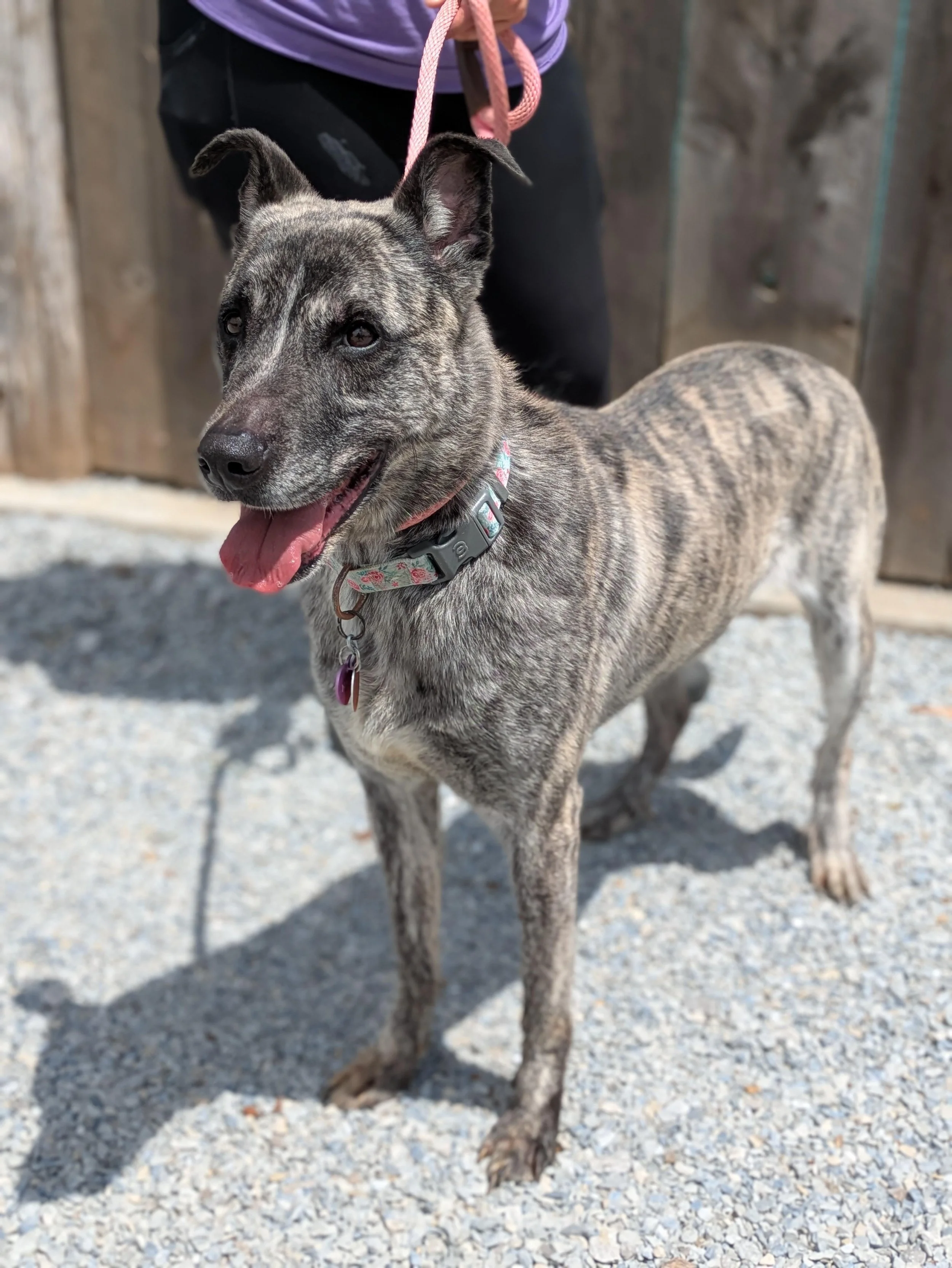 notorious-dog-rescue-nala-02.jpg