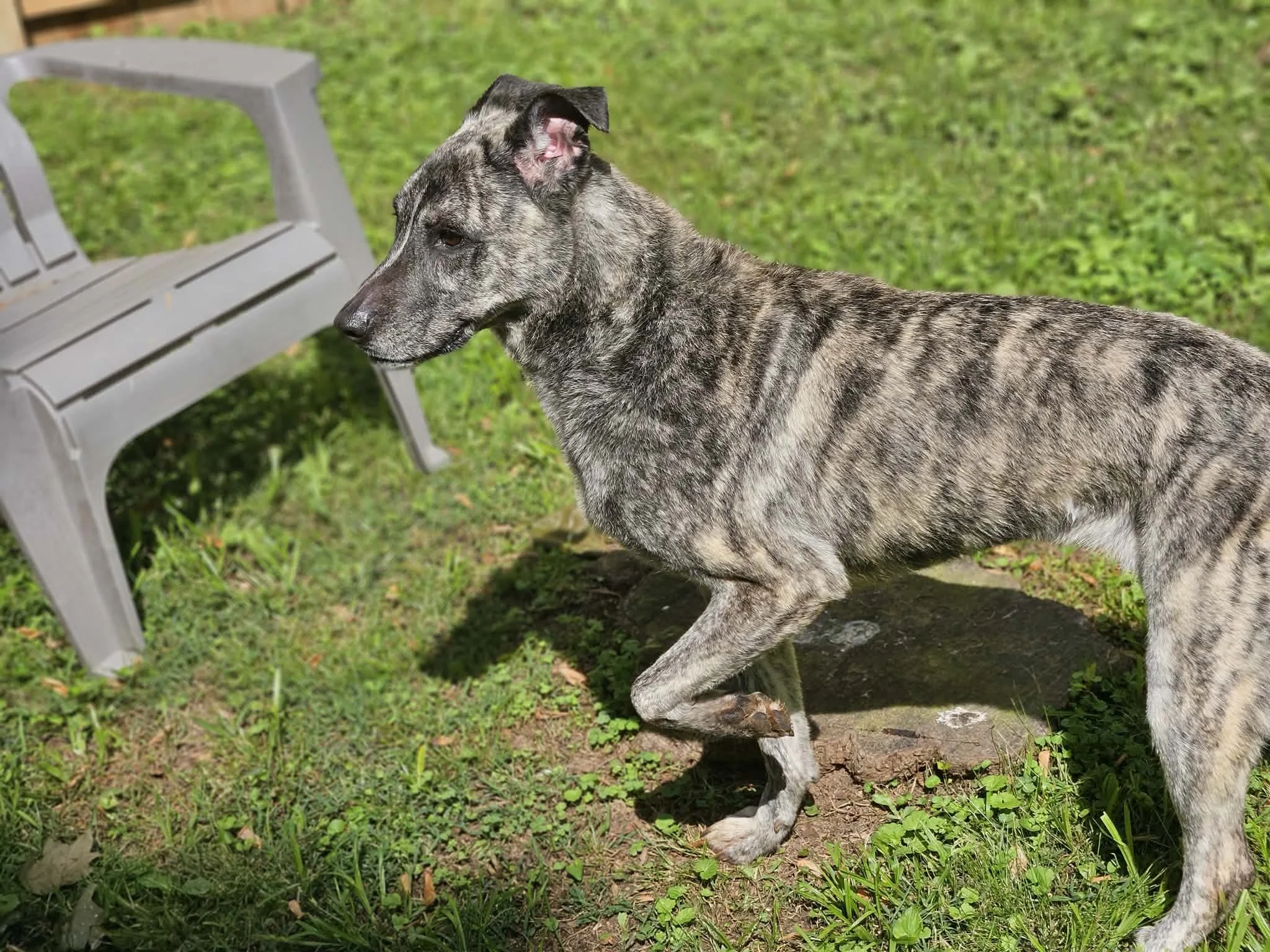 notorious-dog-rescue-nala-04.jpg