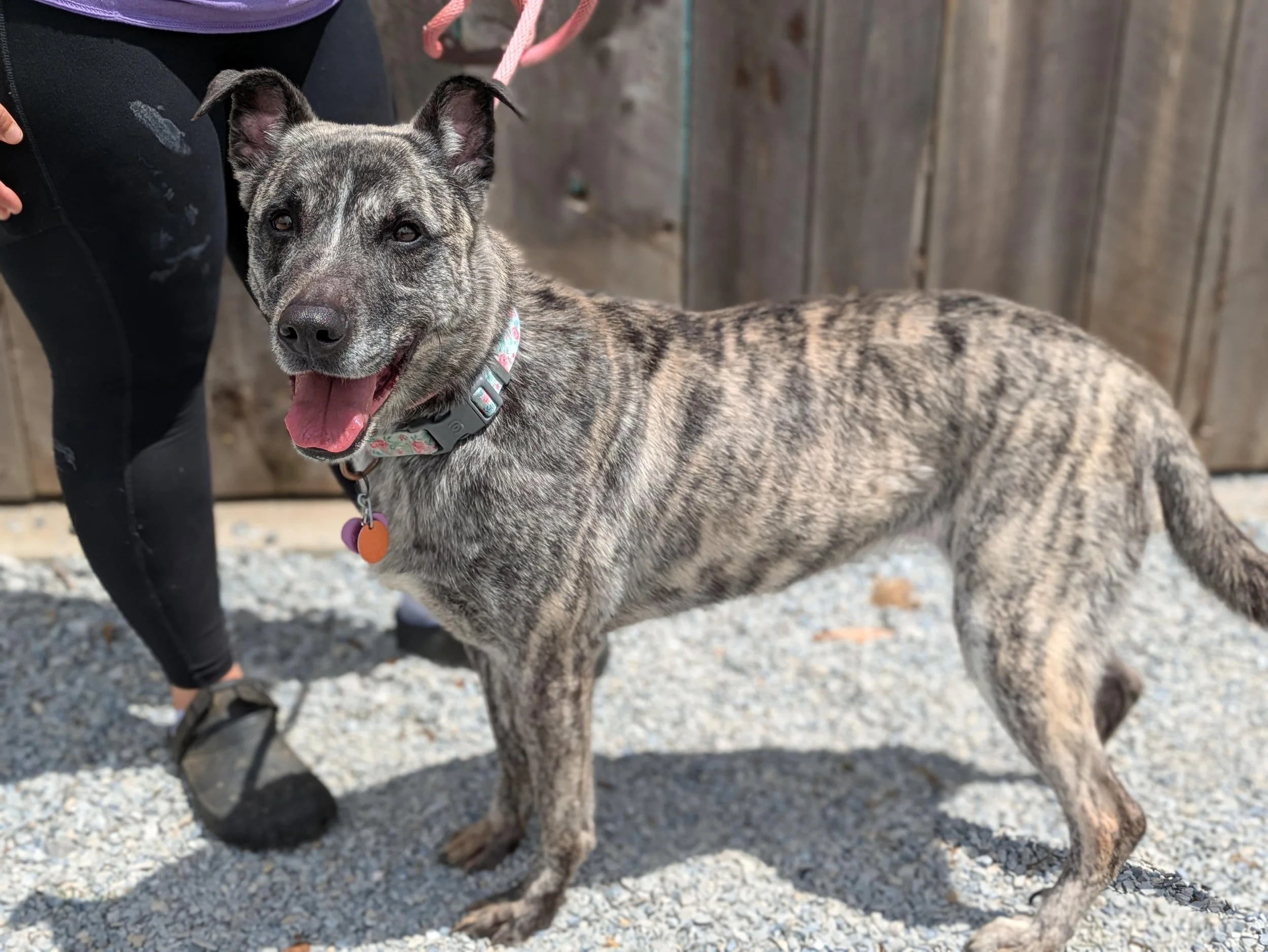 notorious-dog-rescue-nala-03.jpg