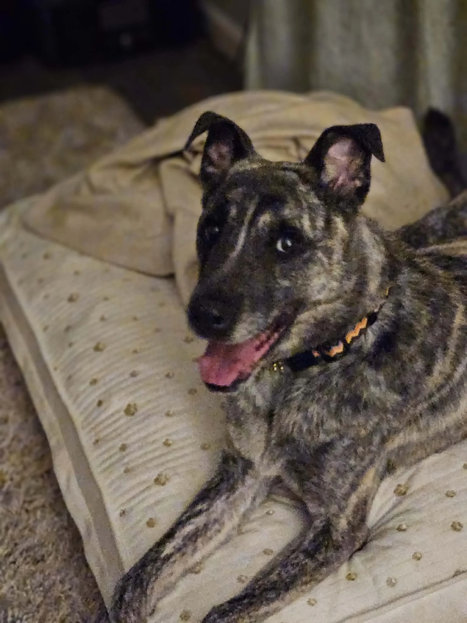 notorious-dog-rescue-nala-05.jpg