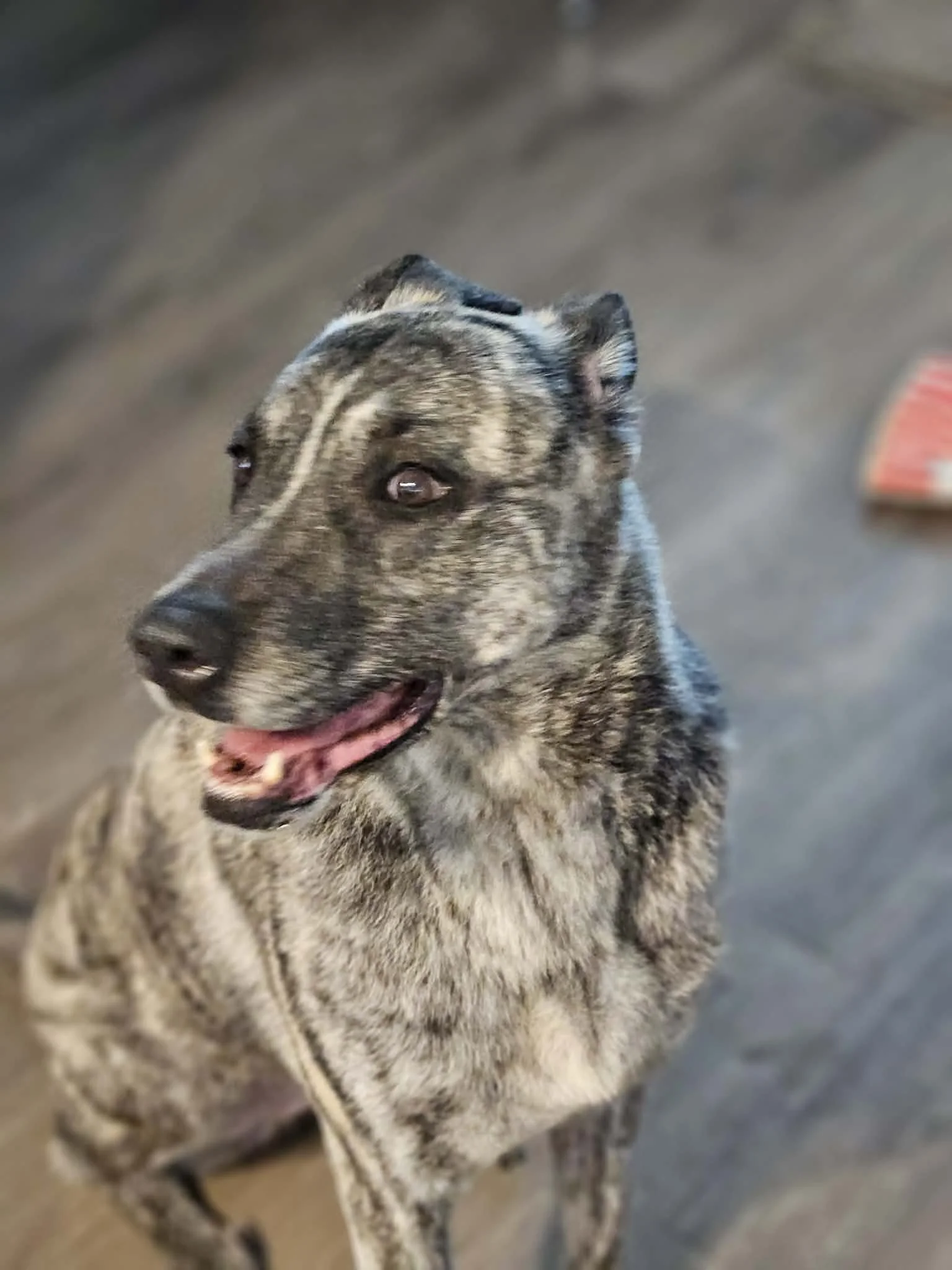 notorious-dog-rescue-nala-06.jpg