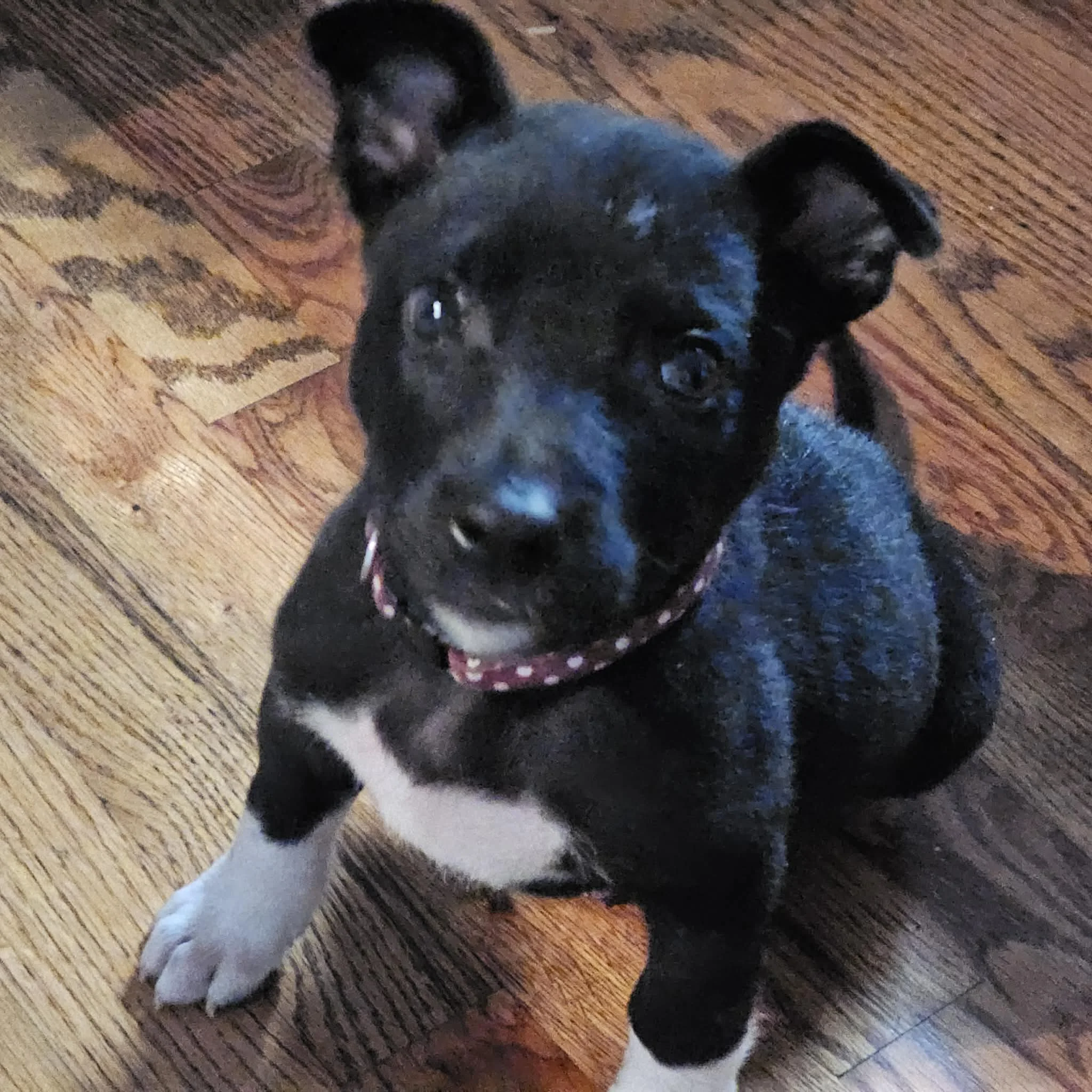 notorious-dog-rescue-hendrix-01.jpg