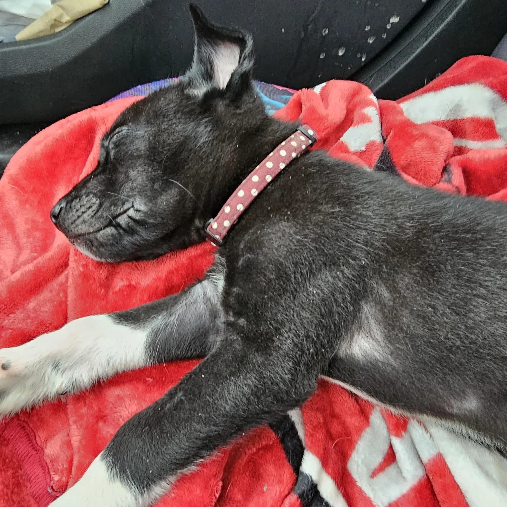 notorious-dog-rescue-hendrix-02.jpg