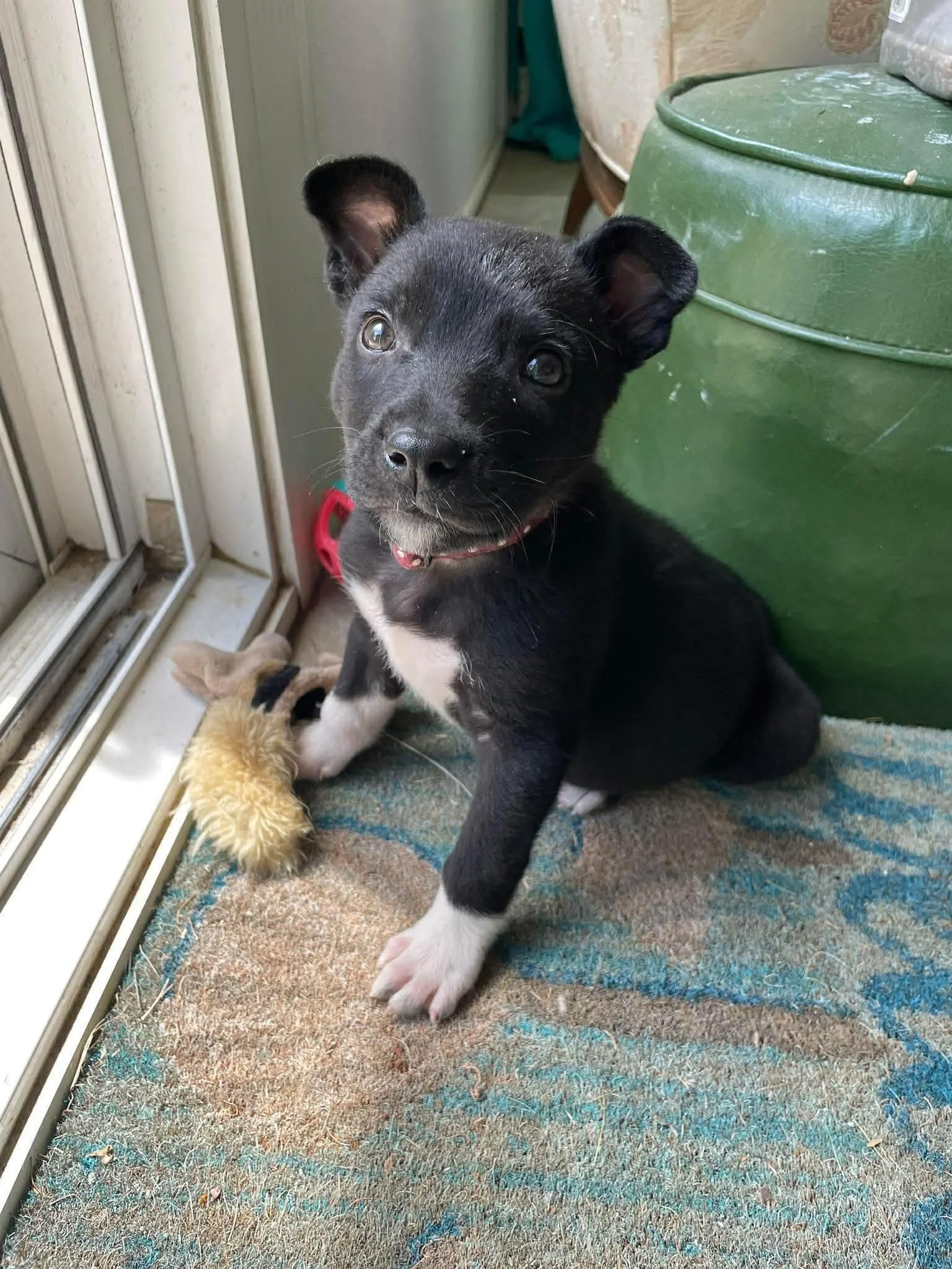 notorious-dog-rescue-hendrix-04.jpg
