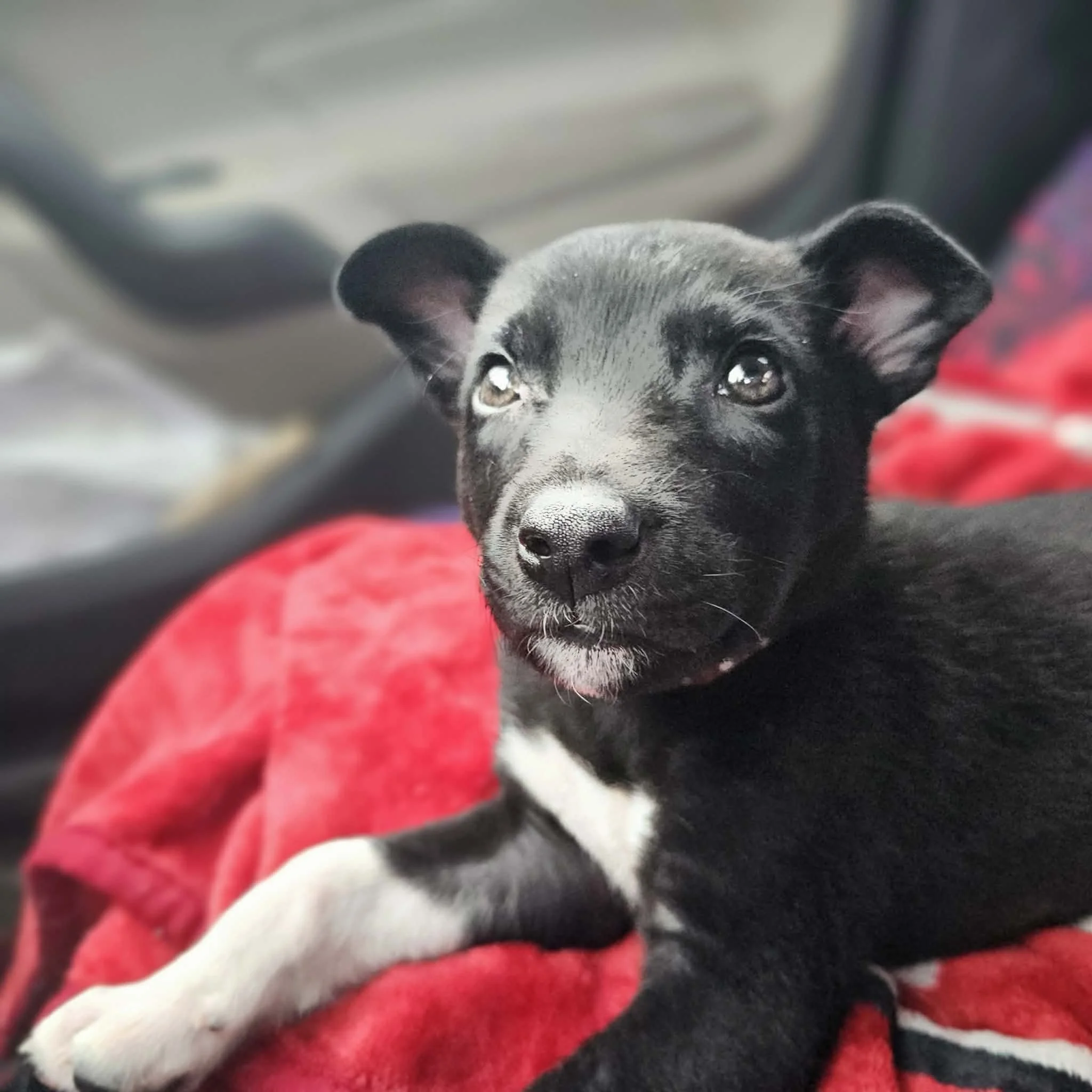 notorious-dog-rescue-hendrix-05.jpg
