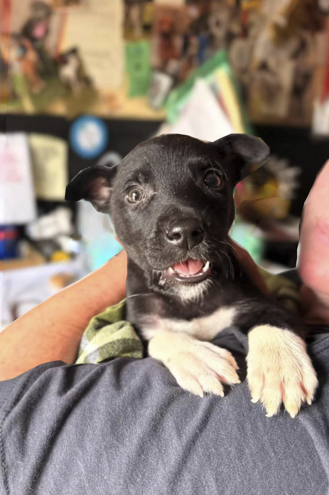 notorious-dog-rescue-hendrix-03.png