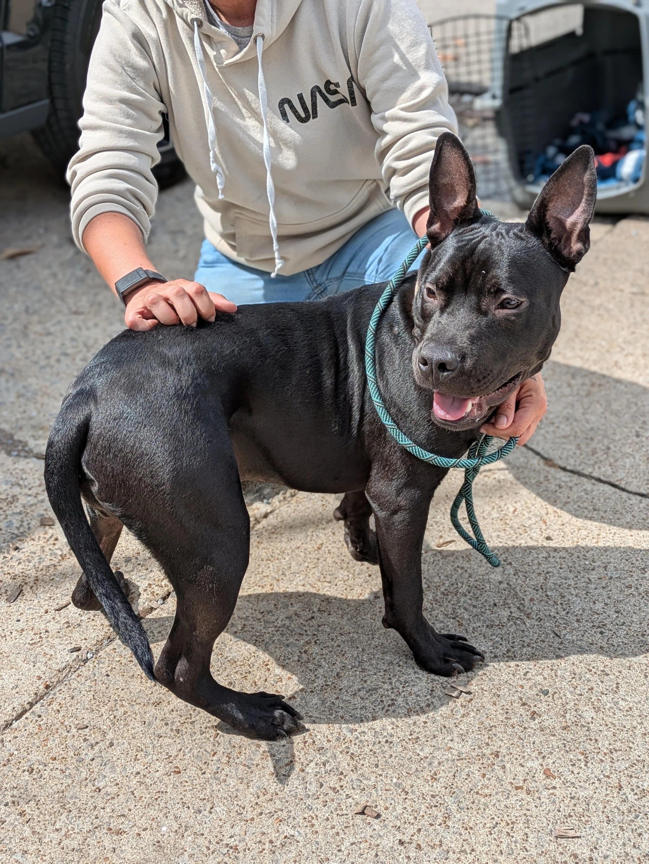 notorious-dog-rescue-otto-01.jpg