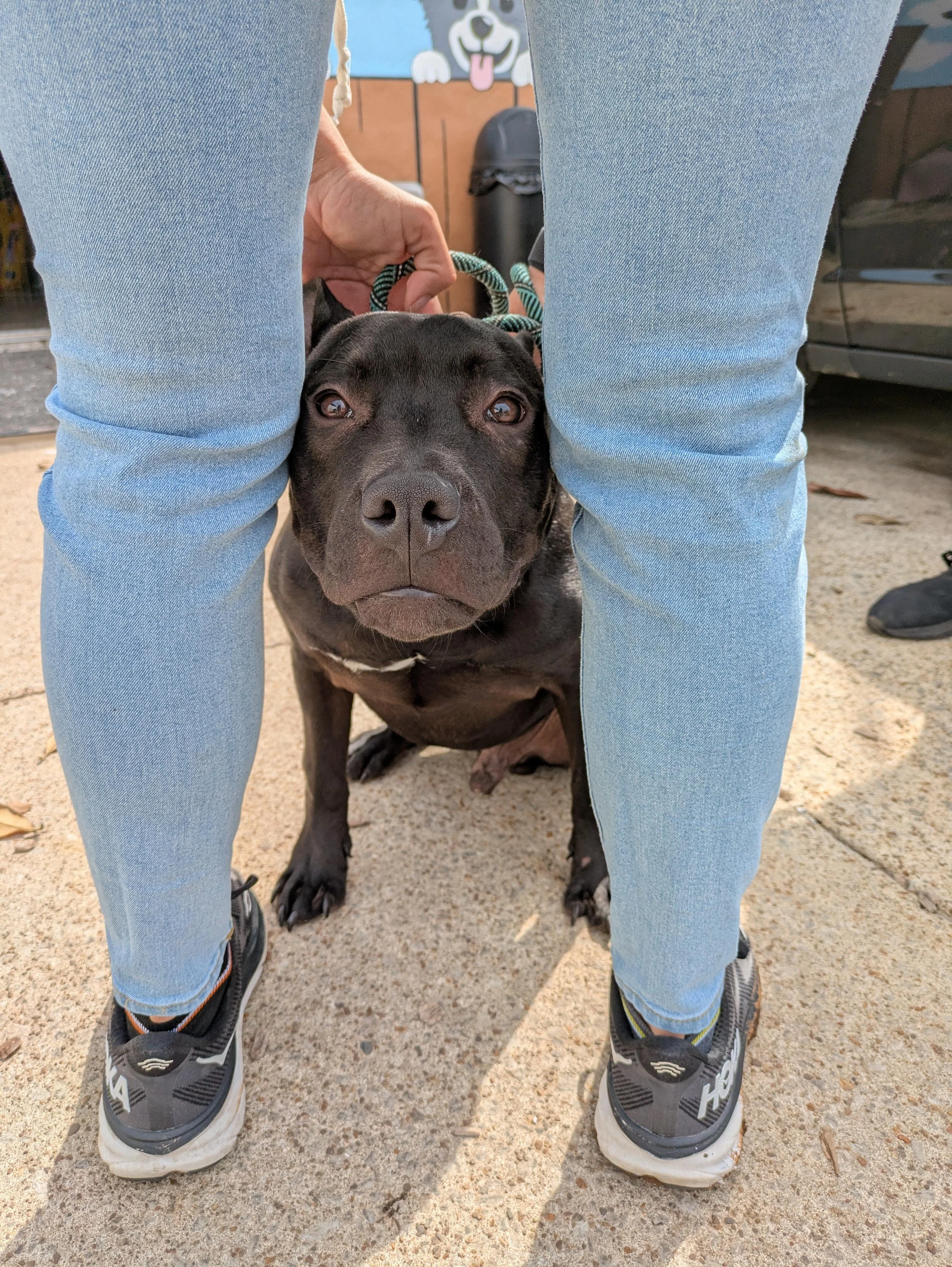 notorious-dog-rescue-otto-02.jpg