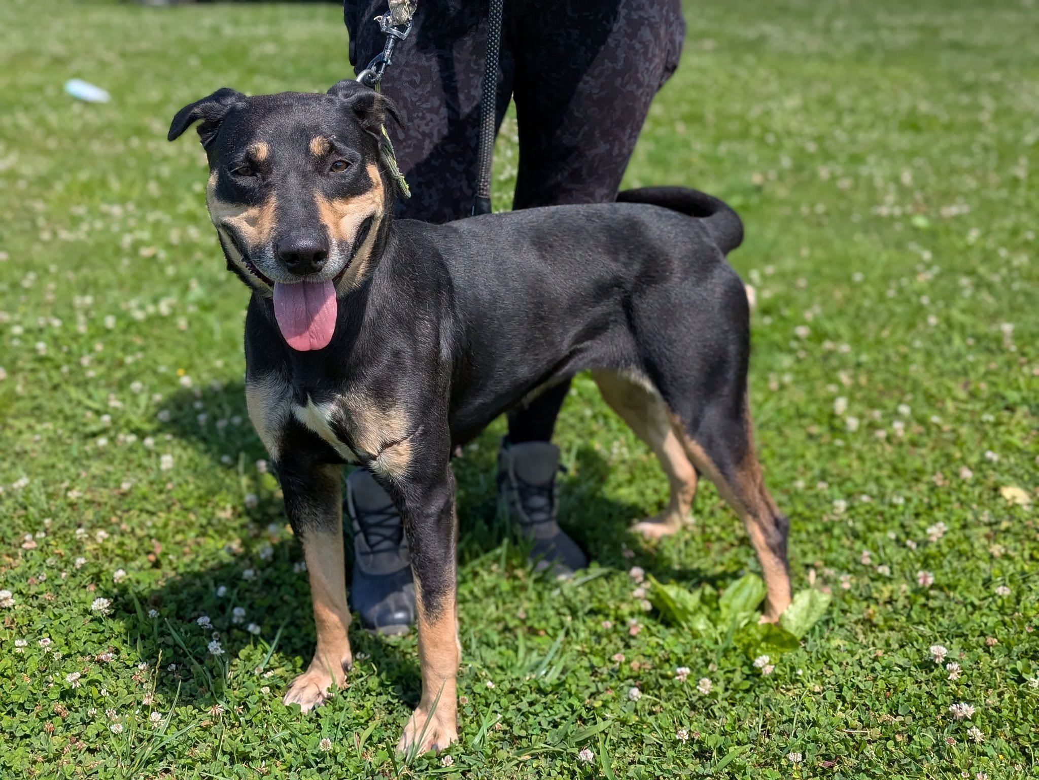 notorious-dog-rescue-mia-01.jpeg