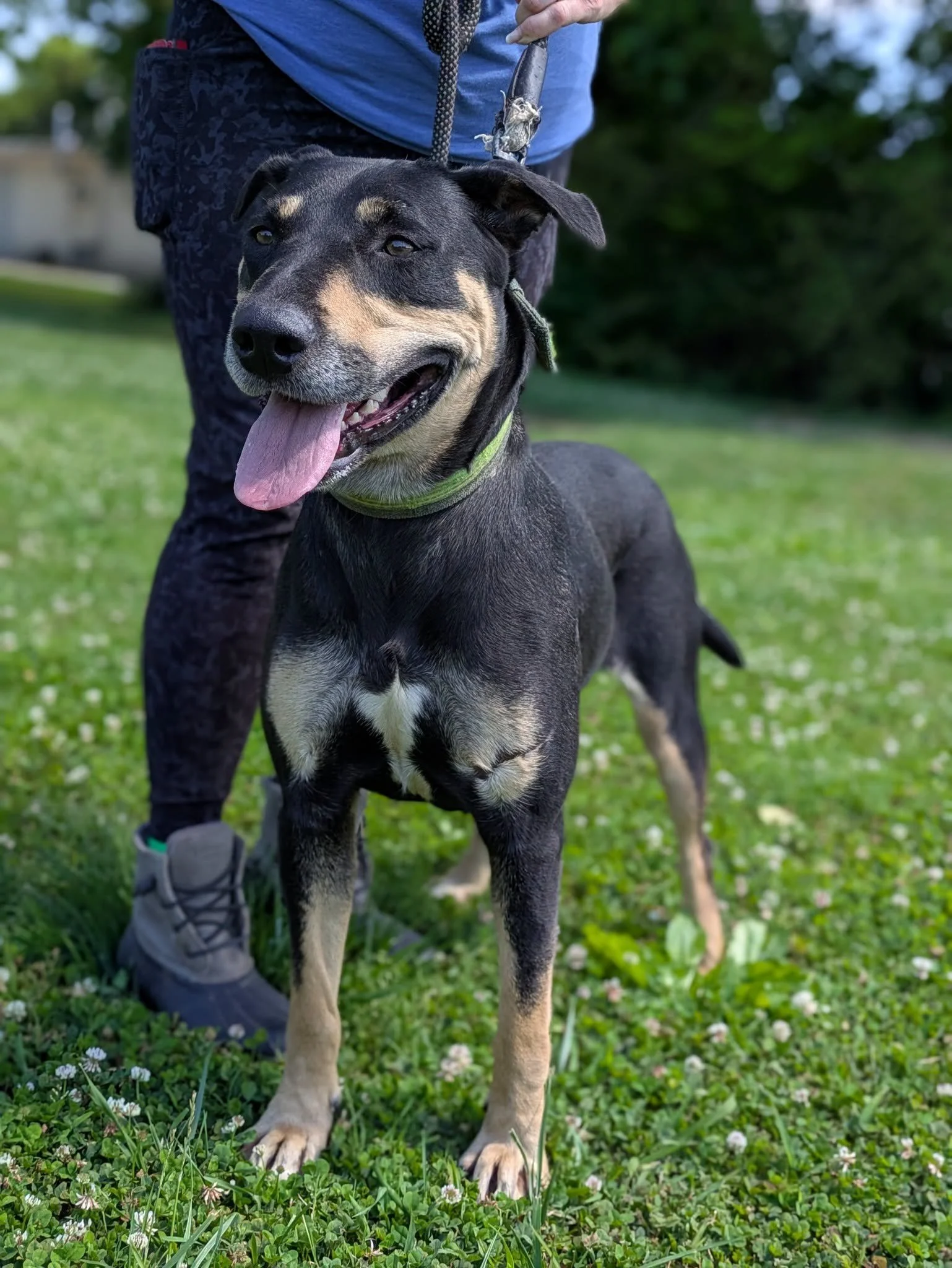 notorious-dog-rescue-mia-02.png.jpeg