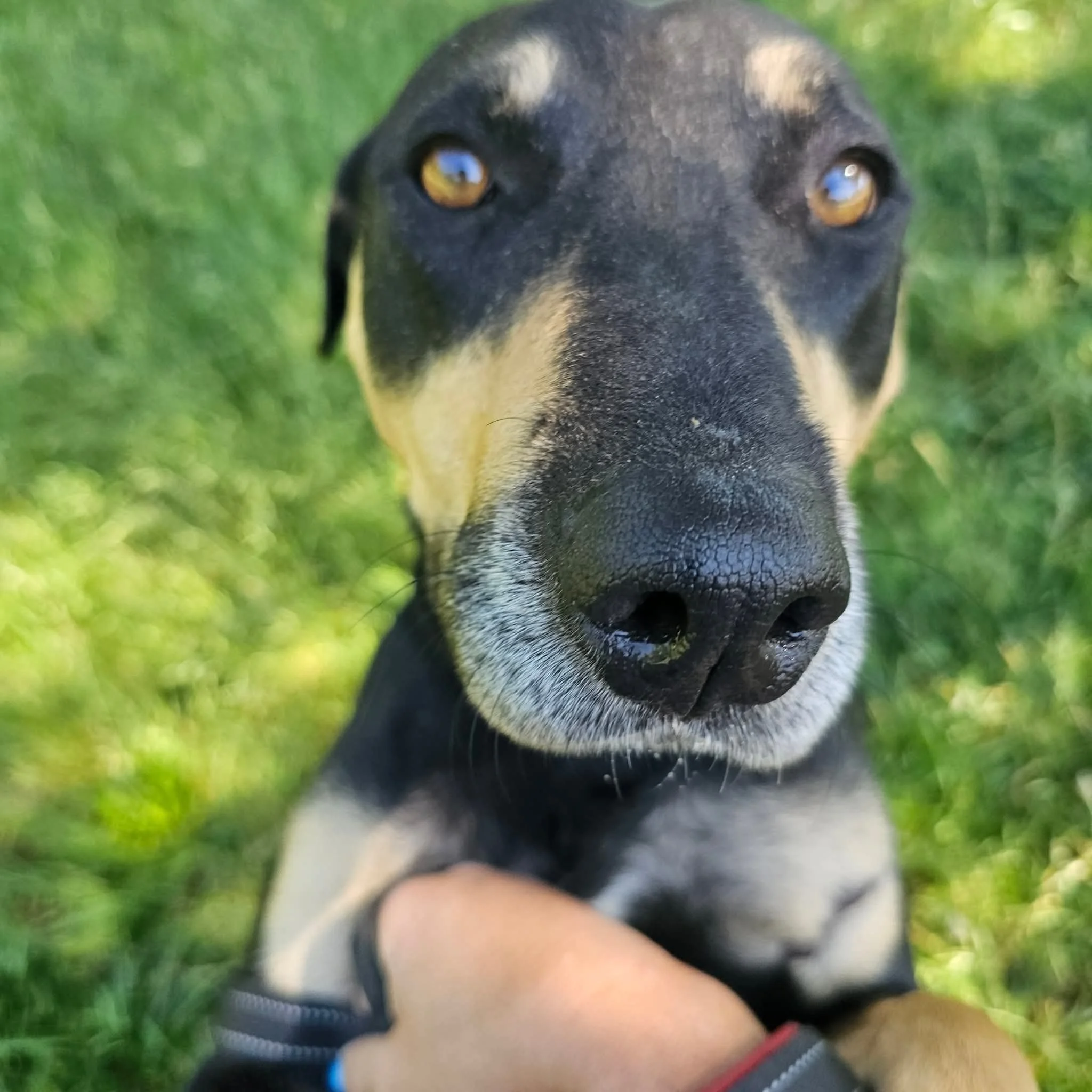 notorious-dog-rescue-mia-03.jpg