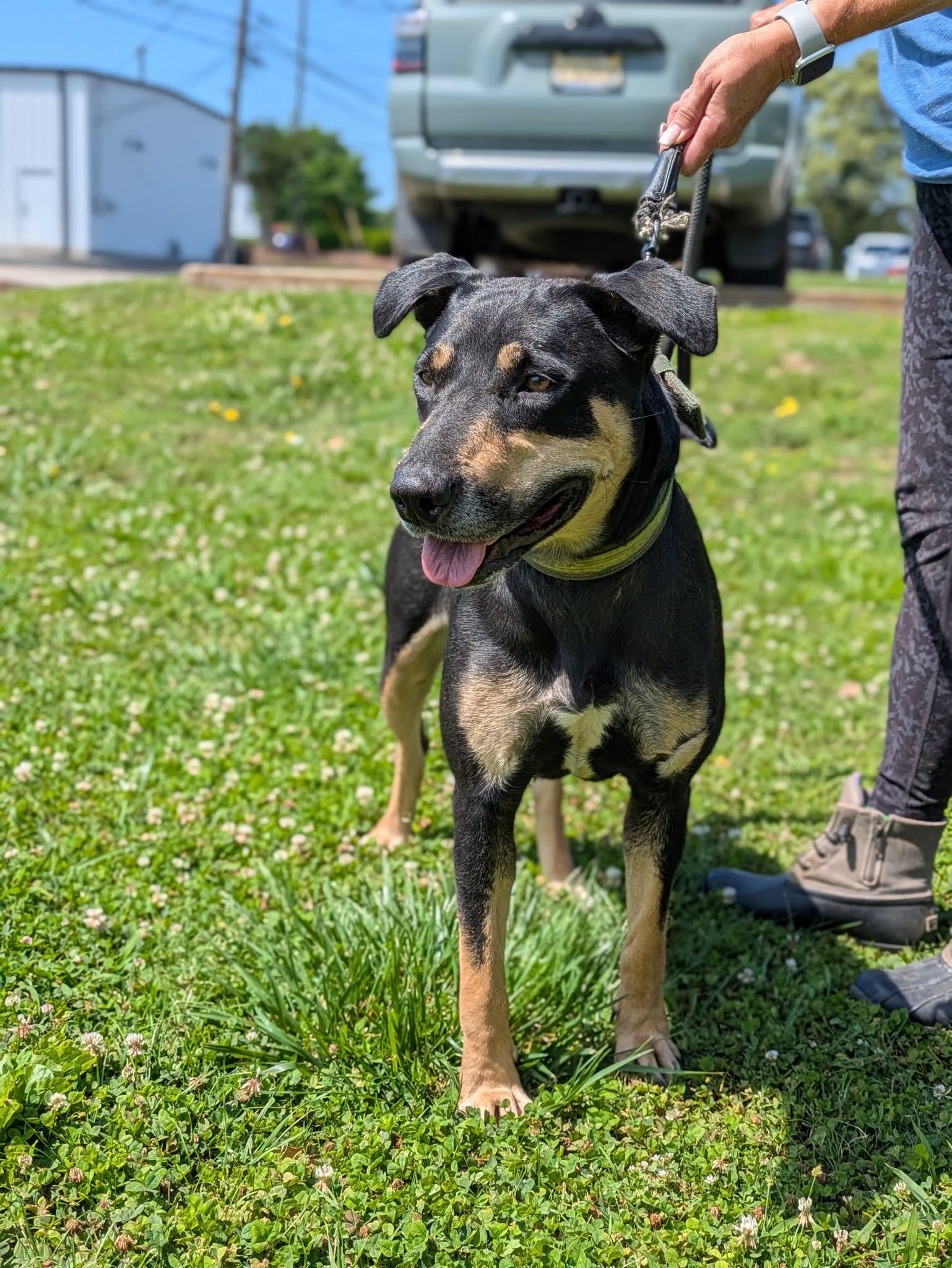 notorious-dog-rescue-mia-04.jpeg