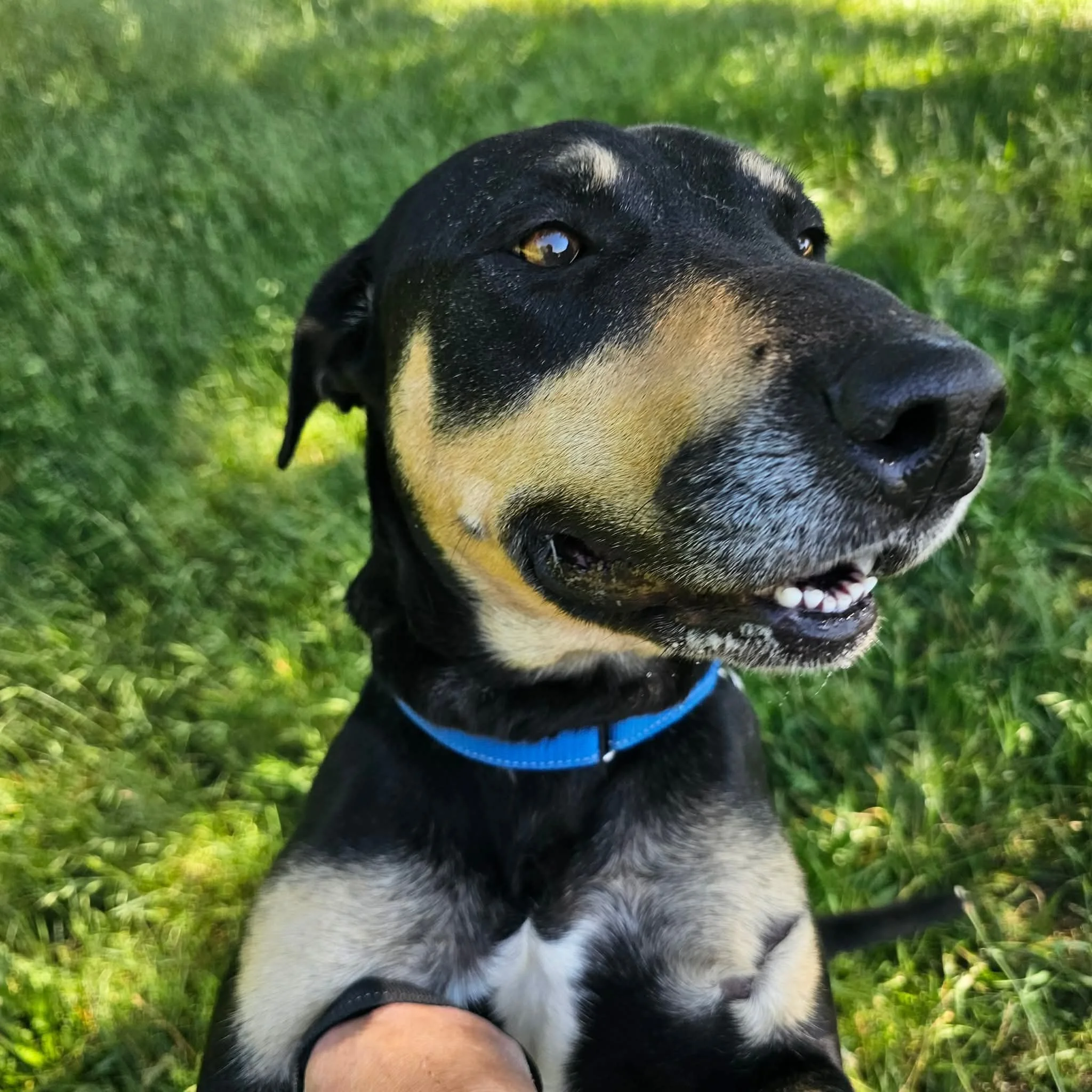 notorious-dog-rescue-mia-06.jpg