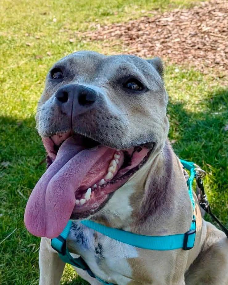 notorious-dog-rescue-arya-05.jpg
