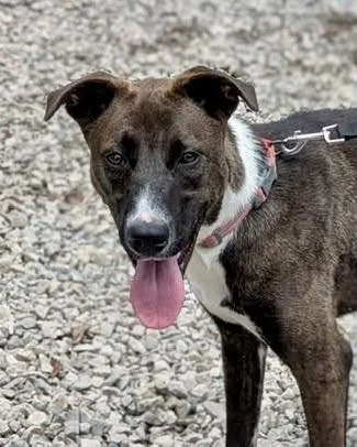 notorious-dog-rescue-billiejean-01.jpg