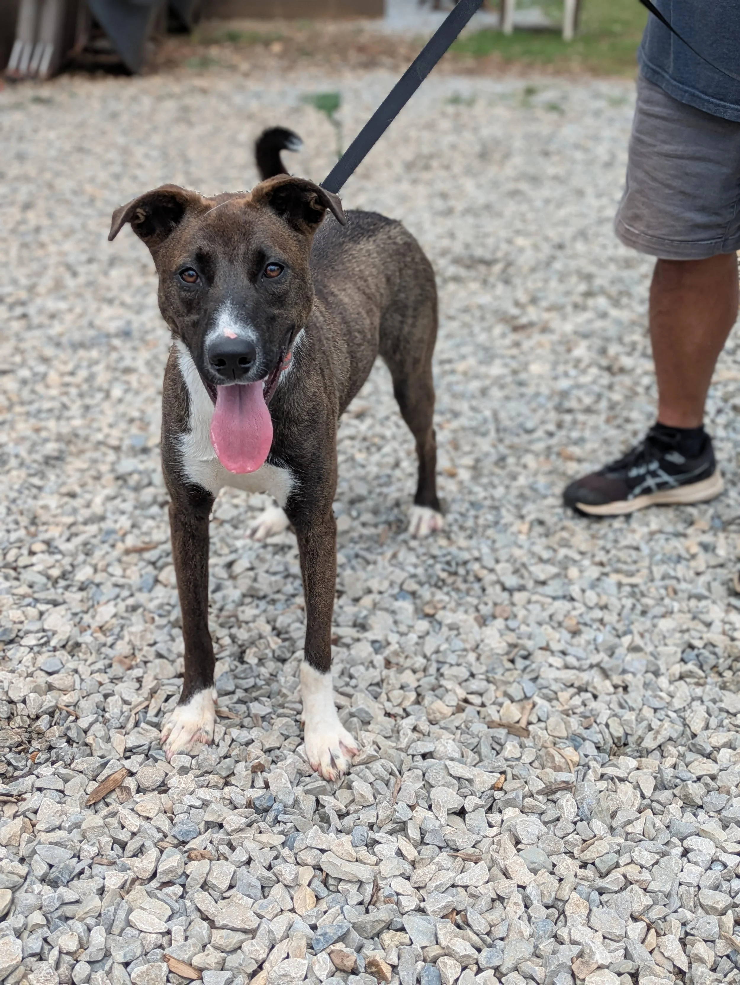 notorious-dog-rescue-billiejean-02.jpg