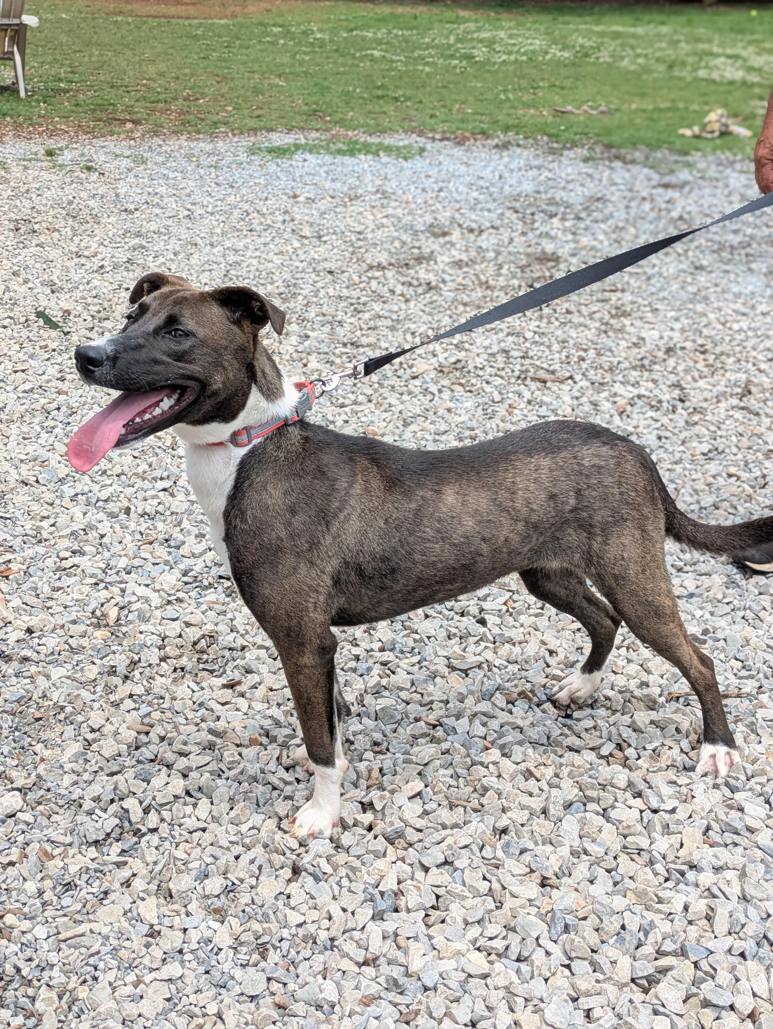 notorious-dog-rescue-billiejean-05.jpg