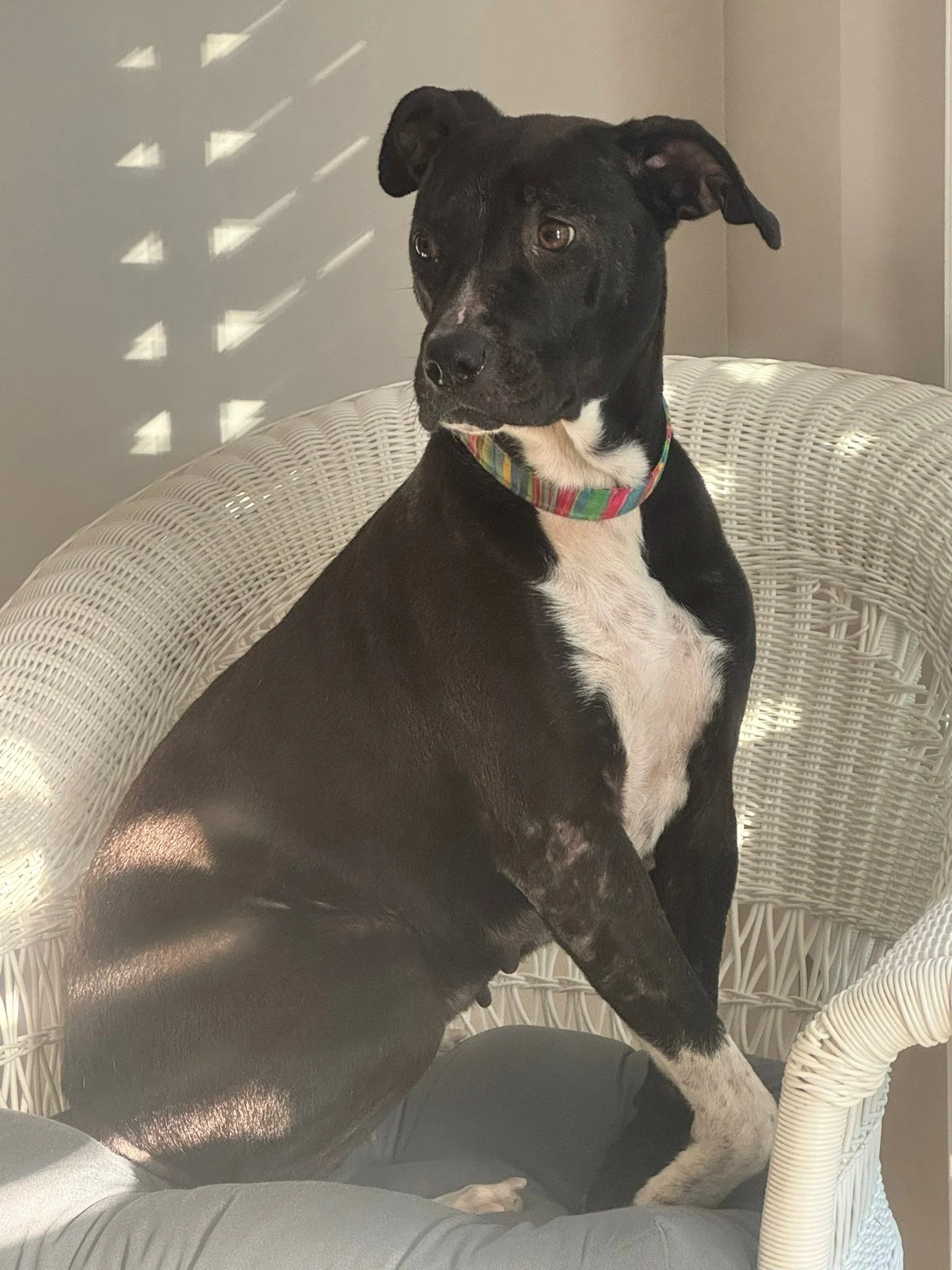 notorious-dog-rescue-fancy-01.jpg