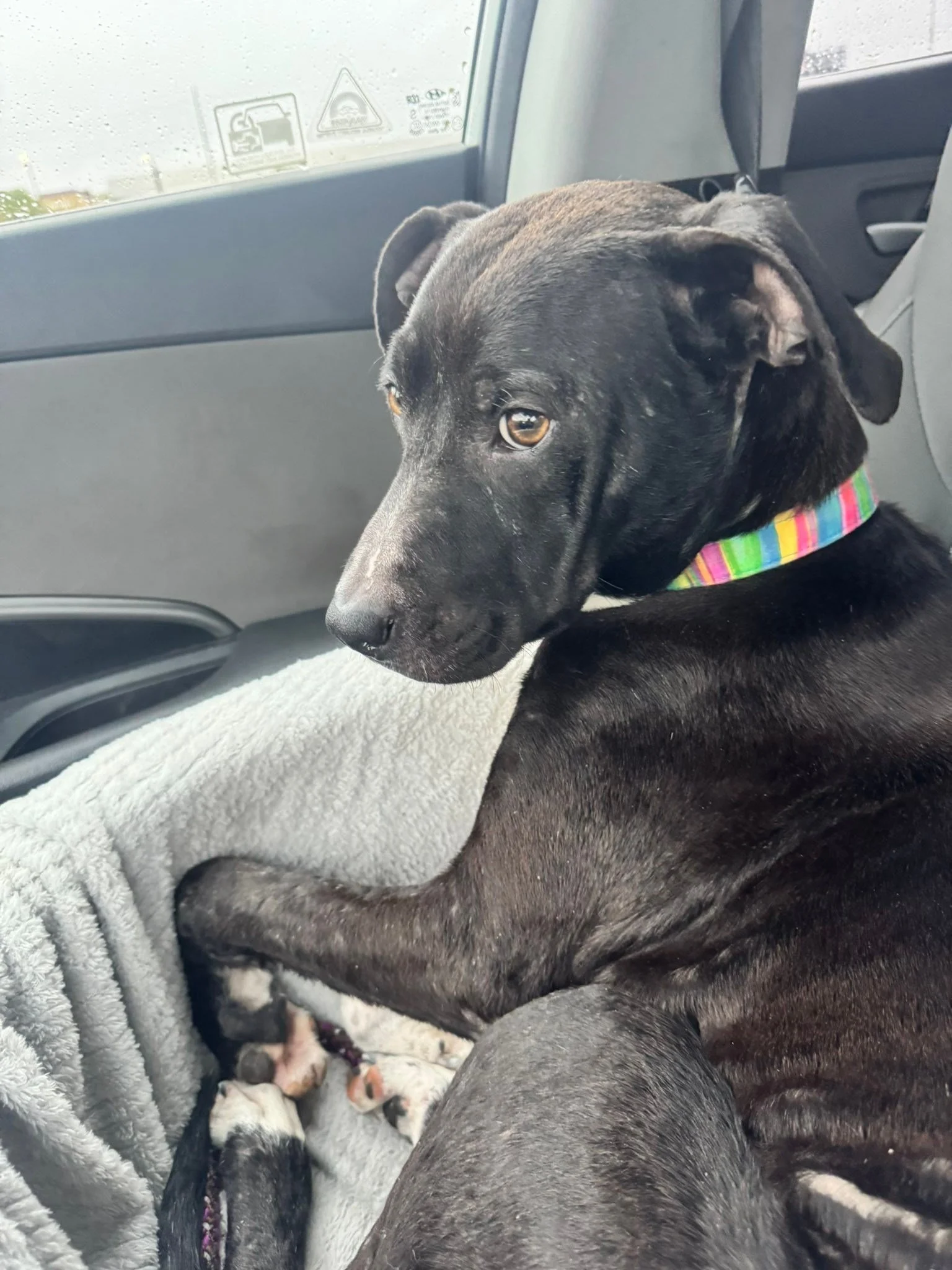 notorious-dog-rescue-fancy-02.jpg