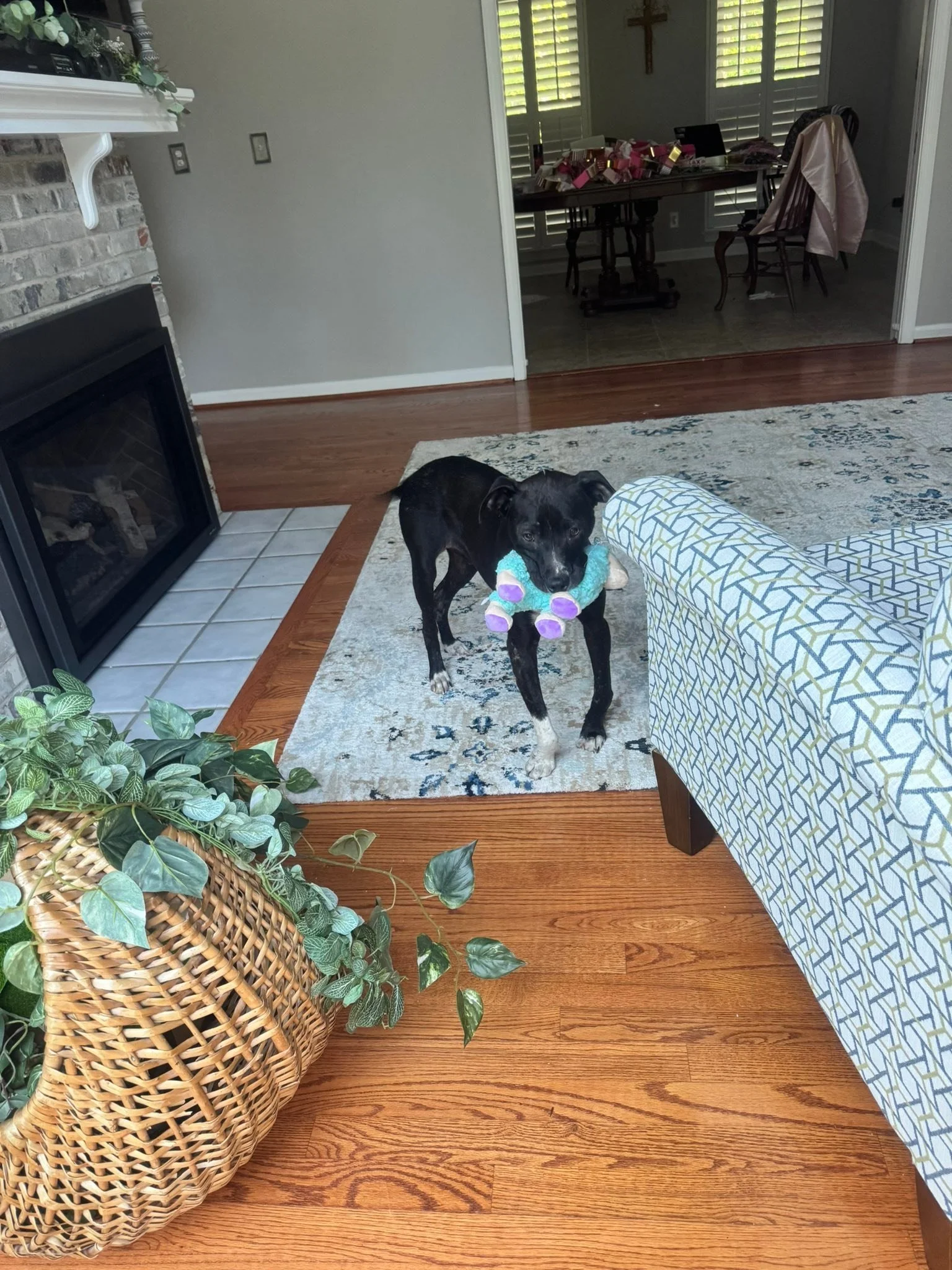 notorious-dog-rescue-fancy-04.jpg