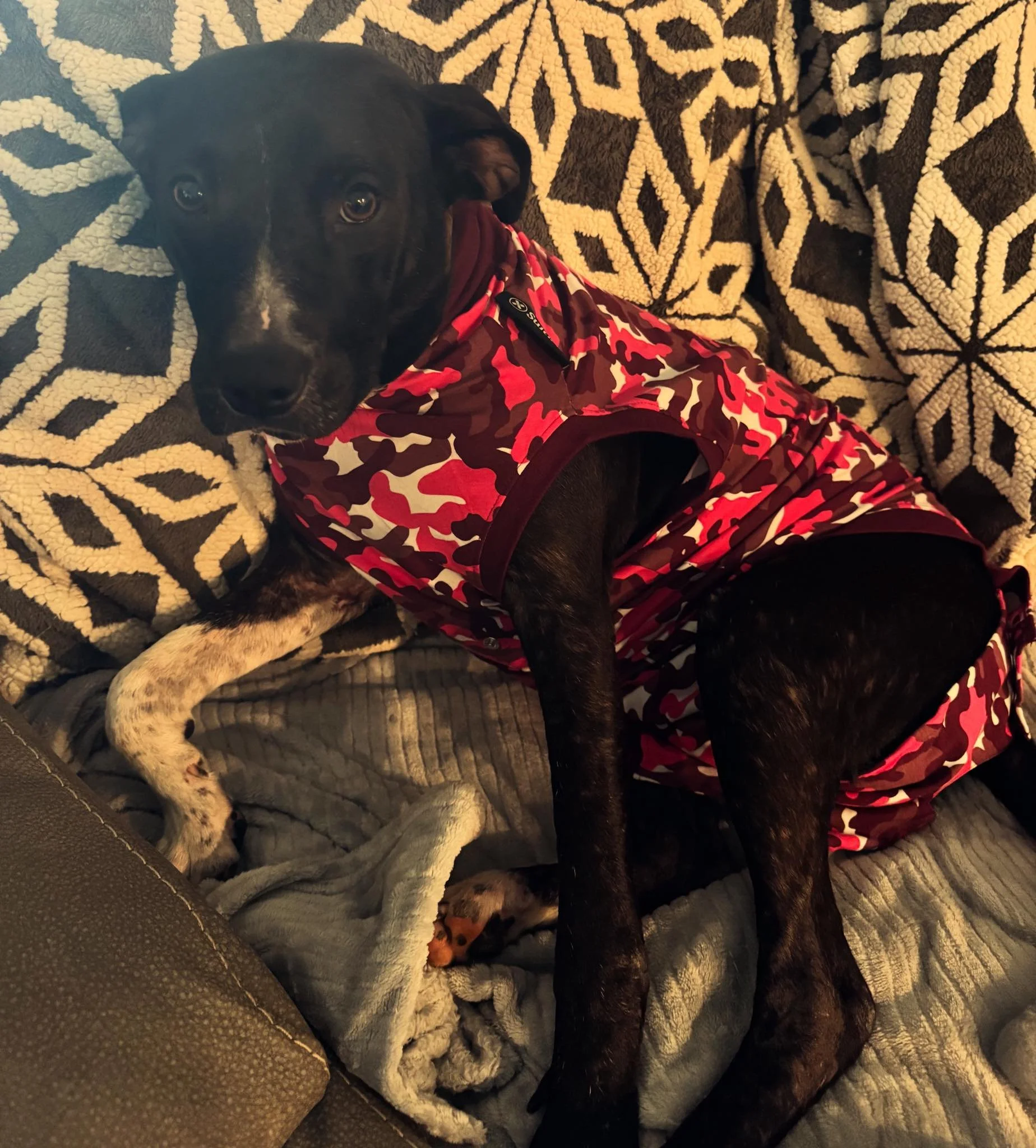 notorious-dog-rescue-fancy-06.jpg