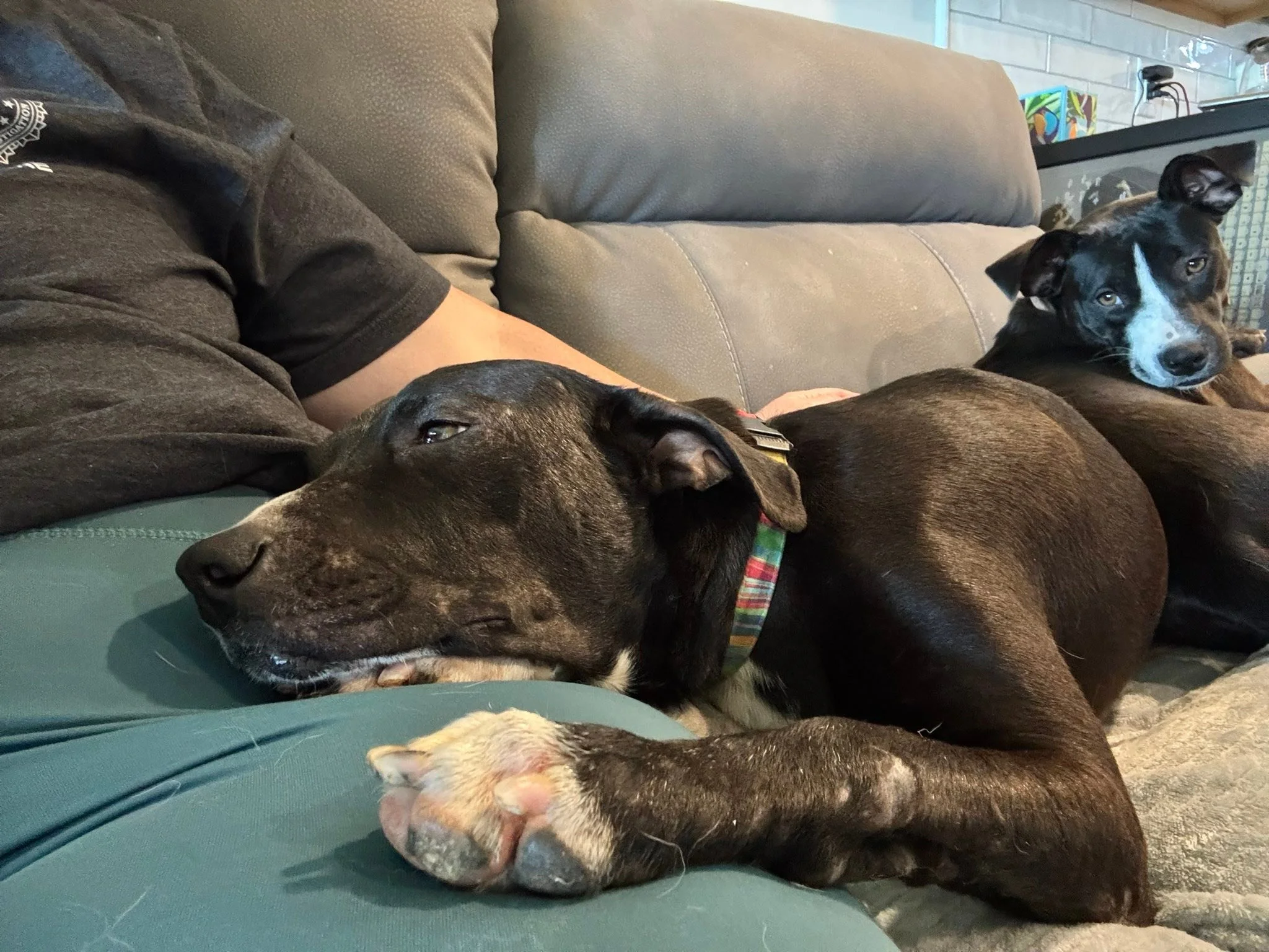 notorious-dog-rescue-fancy-09.jpg