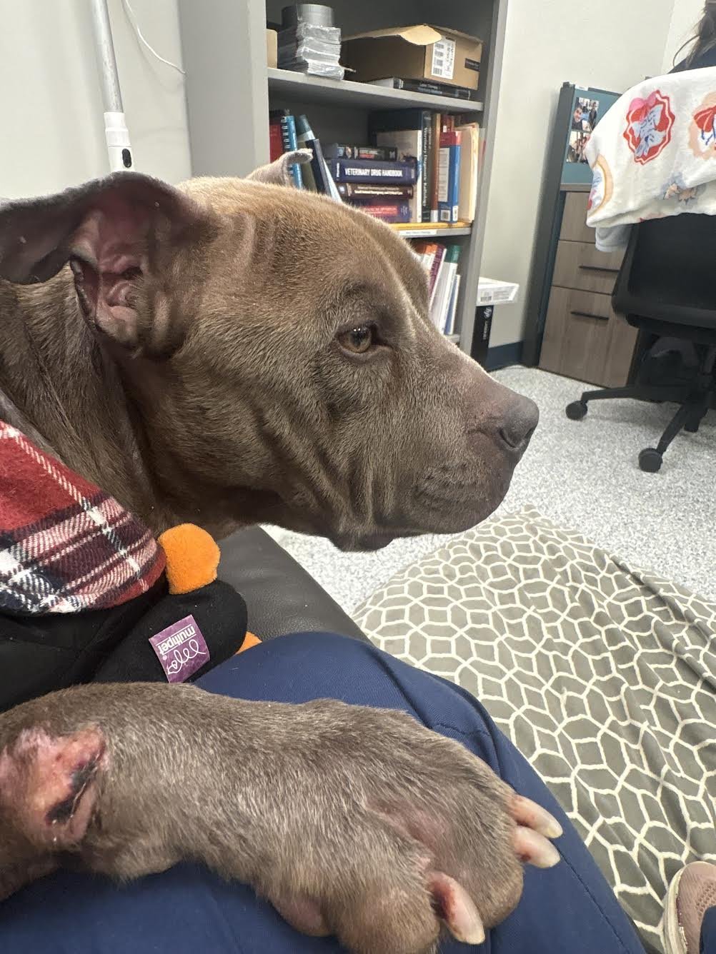 notorious-dog-rescue-friday-04.jpg