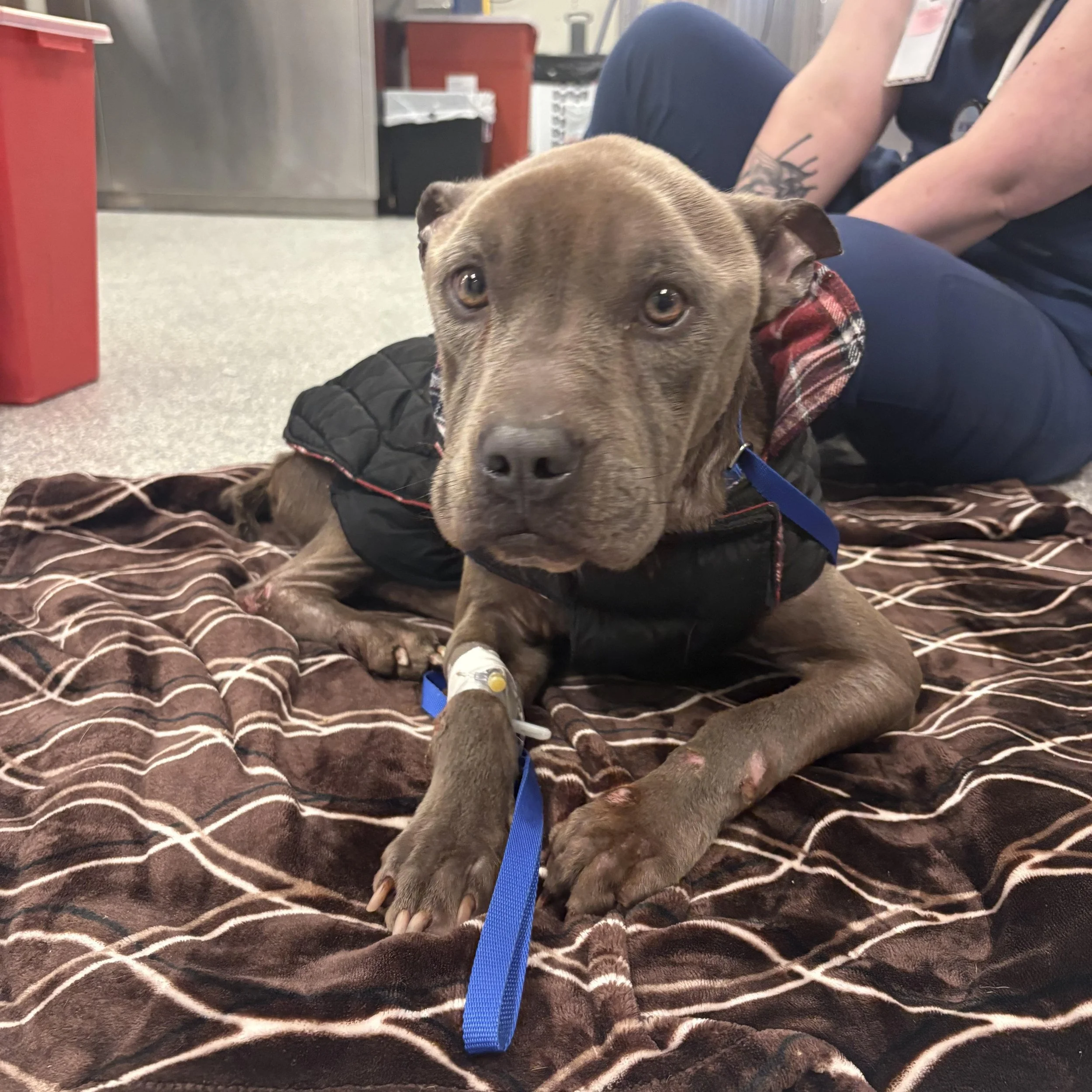 notorious-dog-rescue-friday-08.jpg